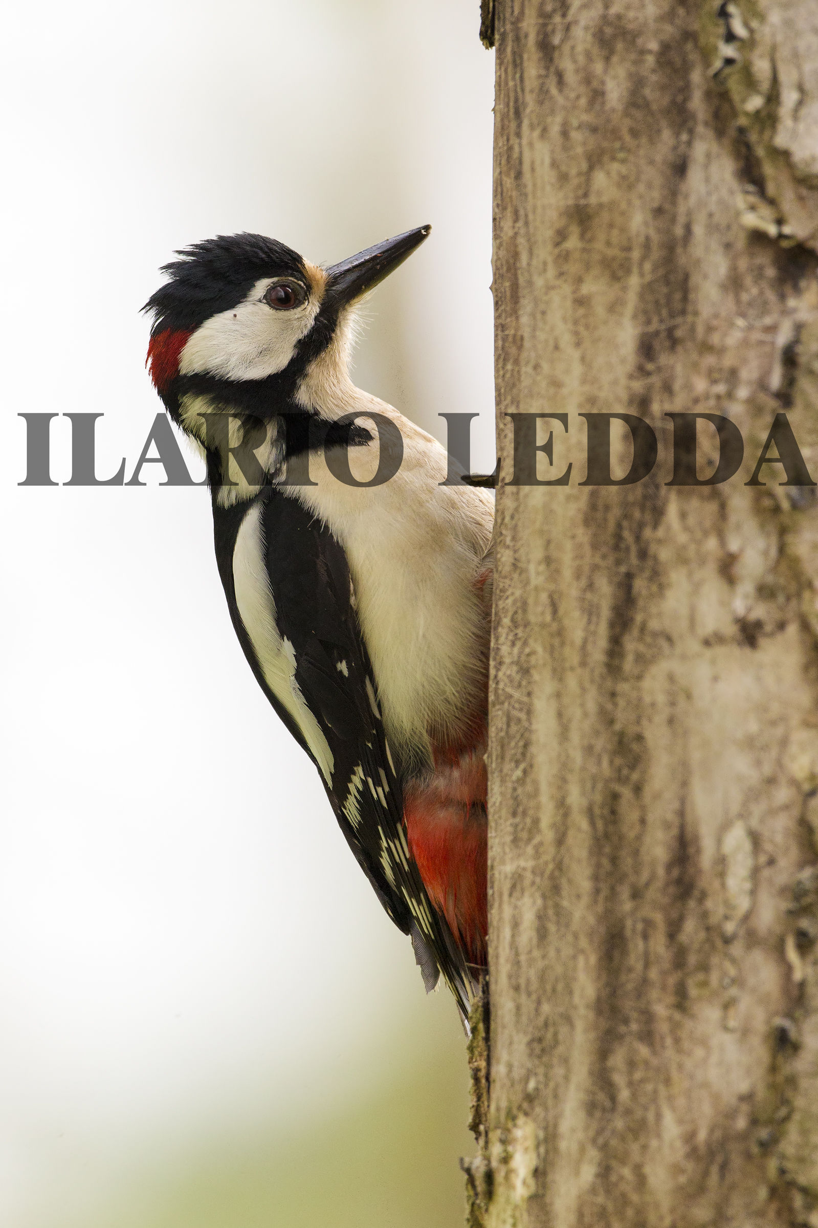 picchio rosso maggiore