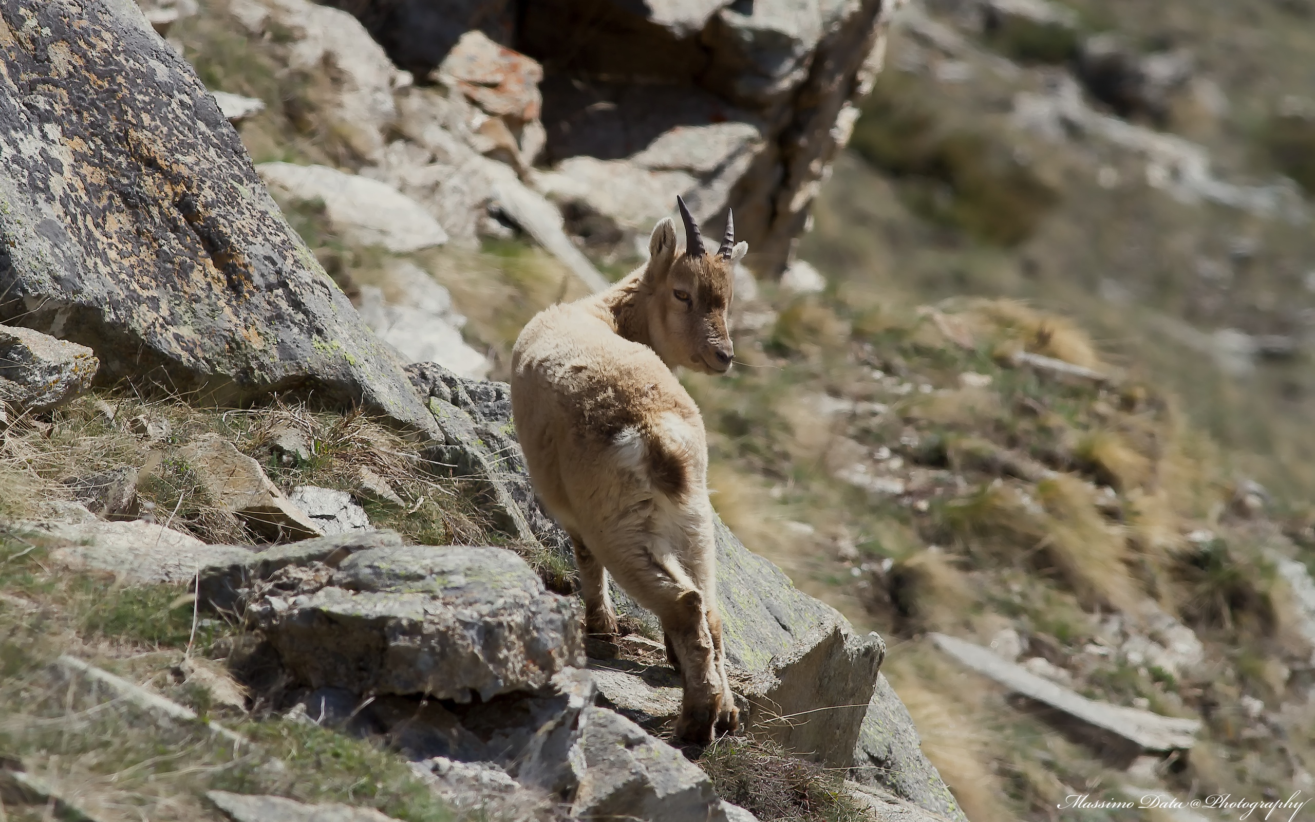 Small ibex