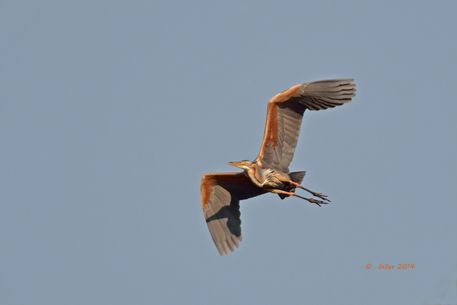 Purple Heron (Ardea purpurea)
