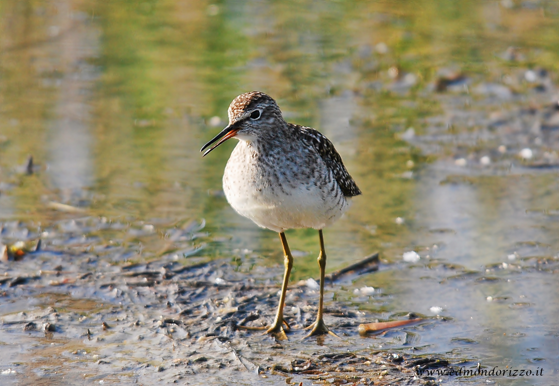 Green Sandpiper