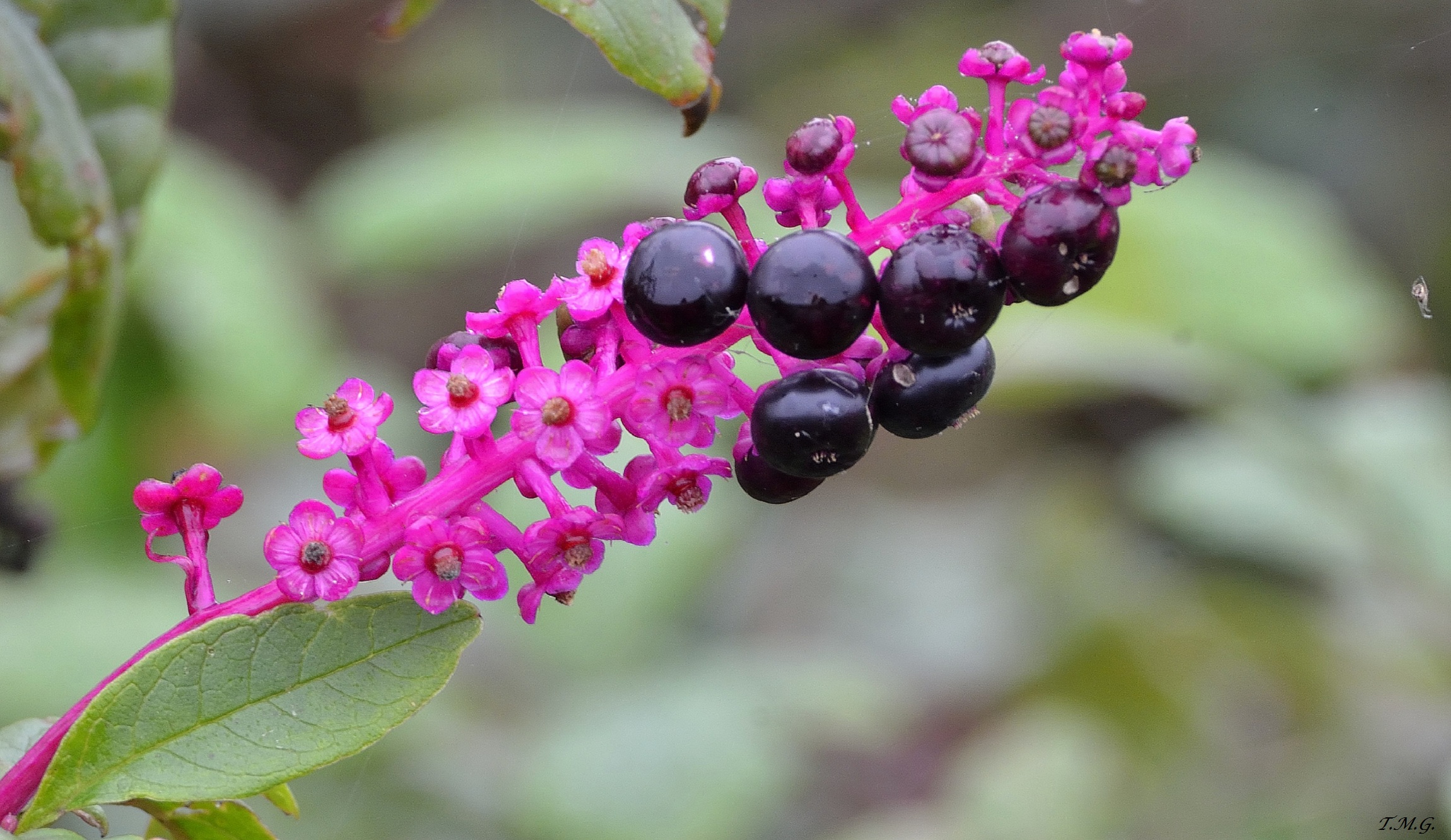Among the brambles, small flowers bloom