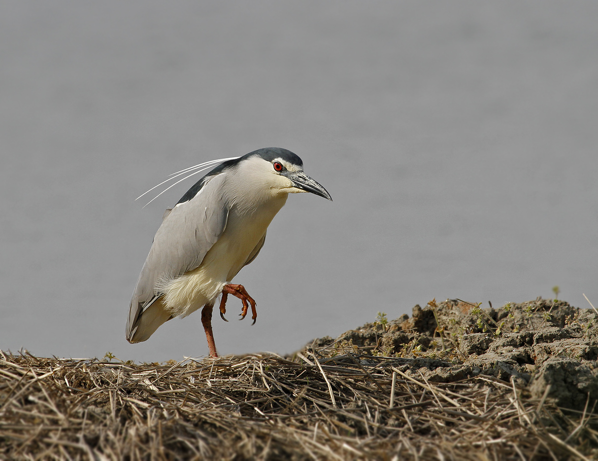 Night Heron