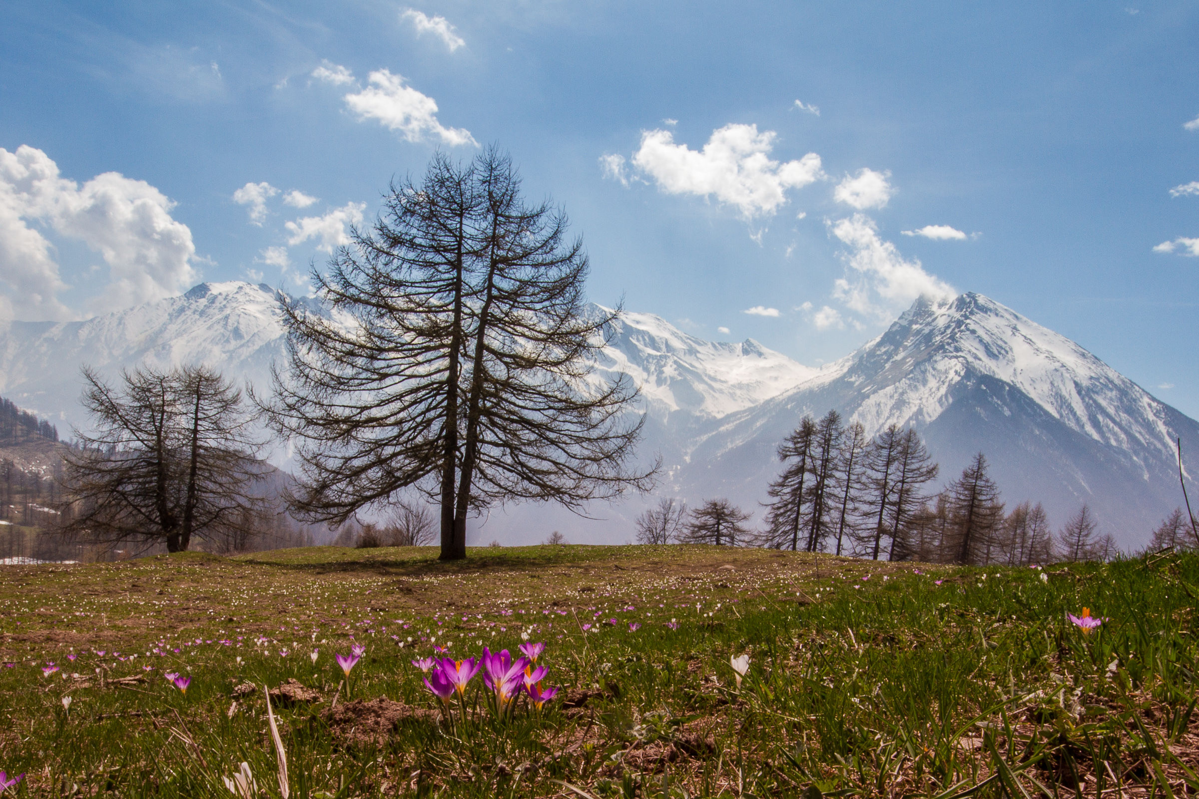 Also up here 'and' Spring has come 2