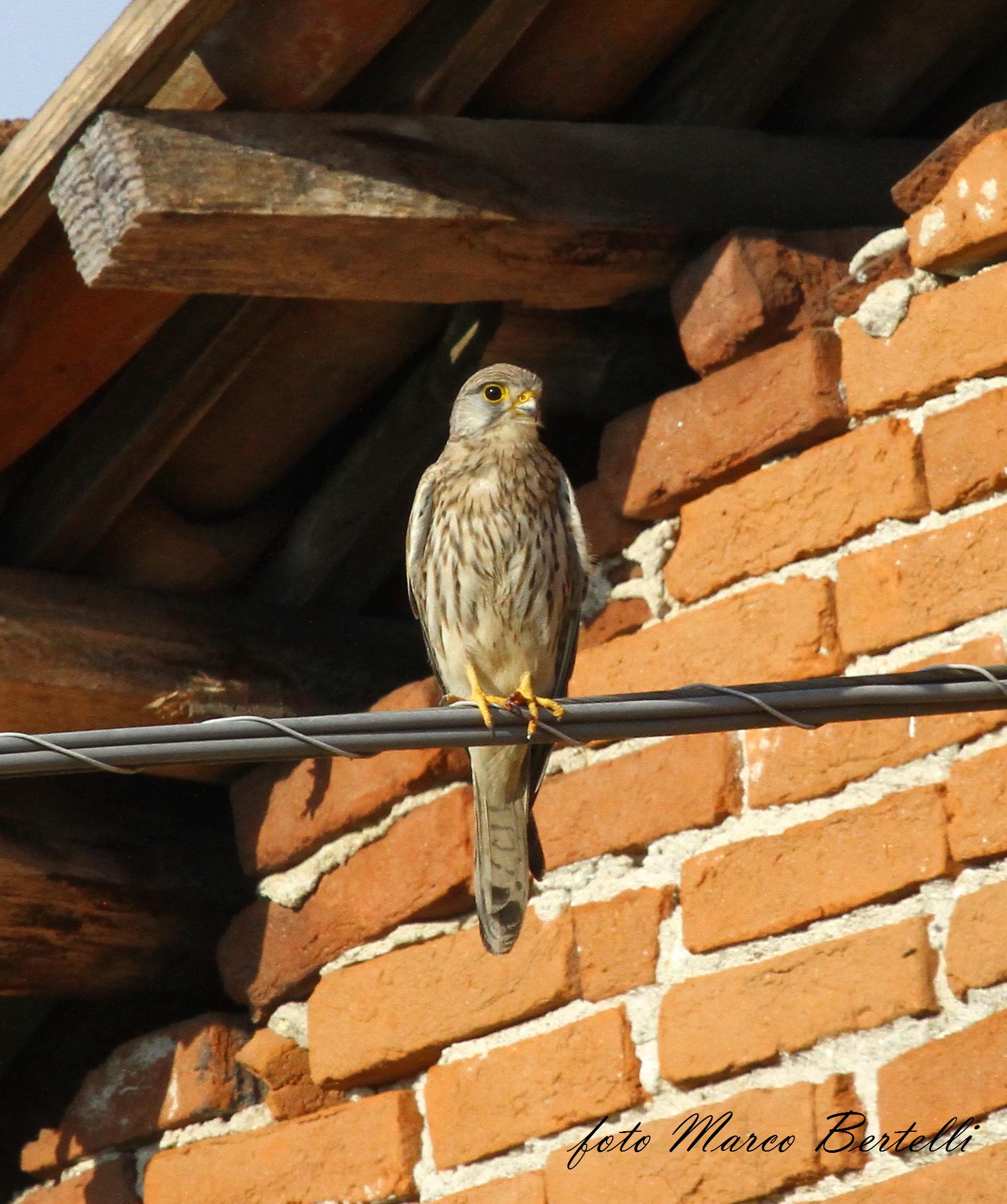 gheppio che mi aspetta sempre all'uscita dal lavoro