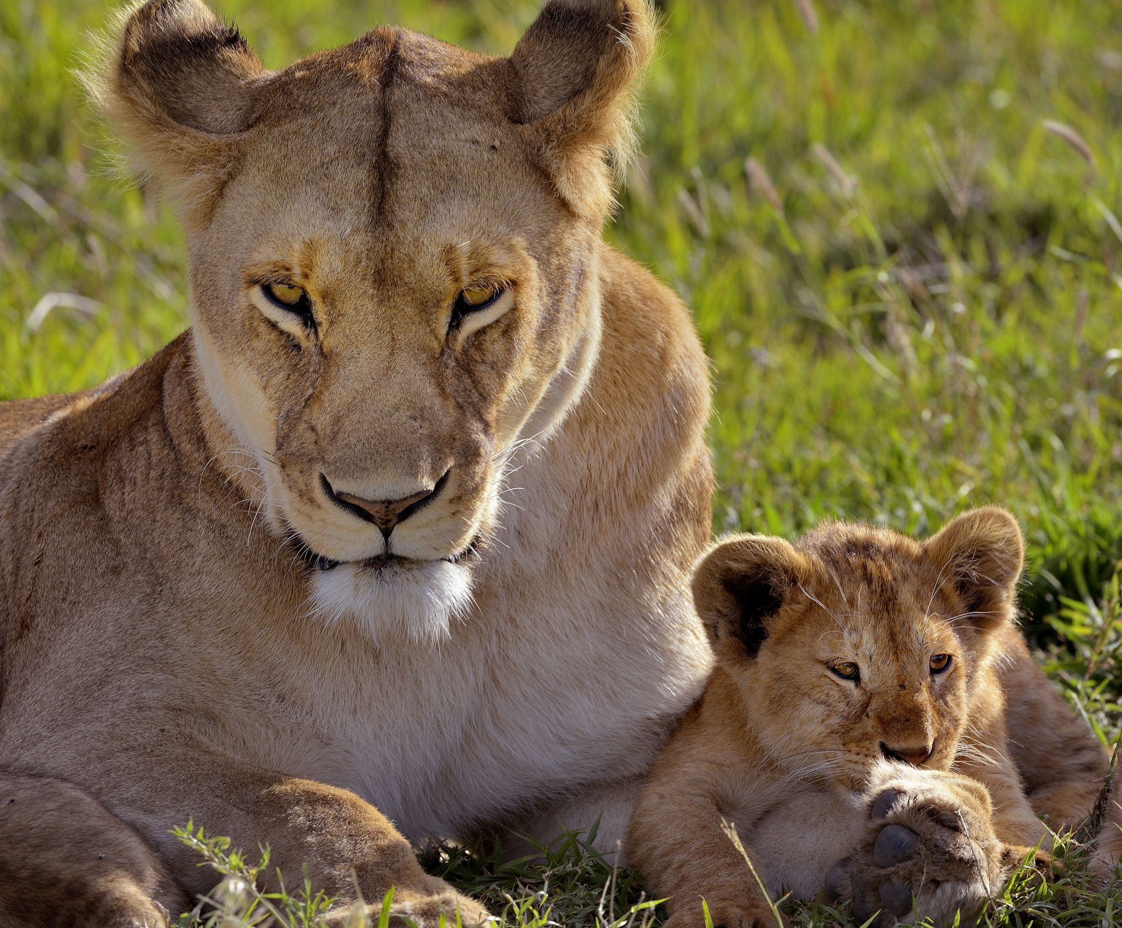 Serengeti - Leonessa con cucciolo