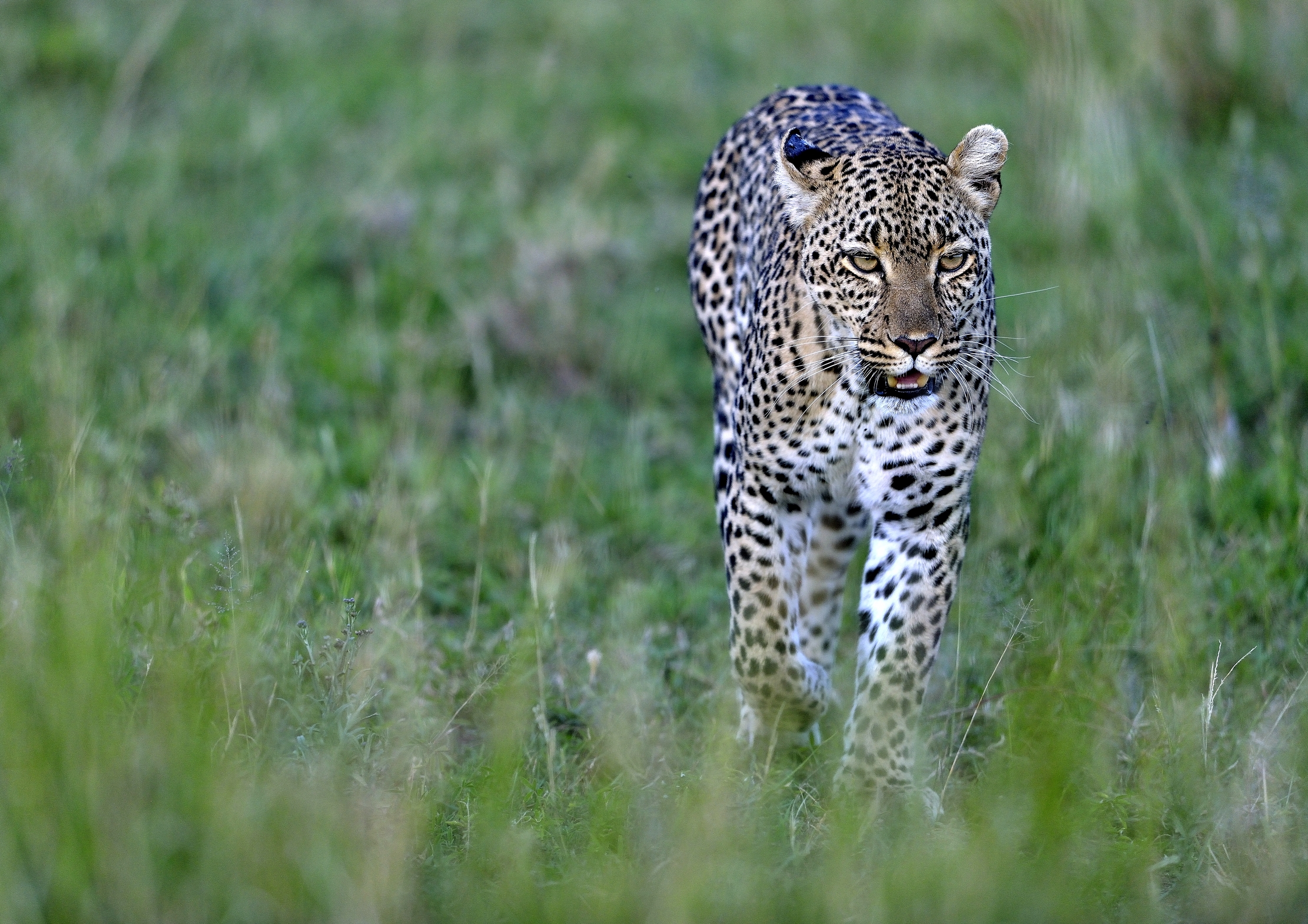 Serengeti - leopardo