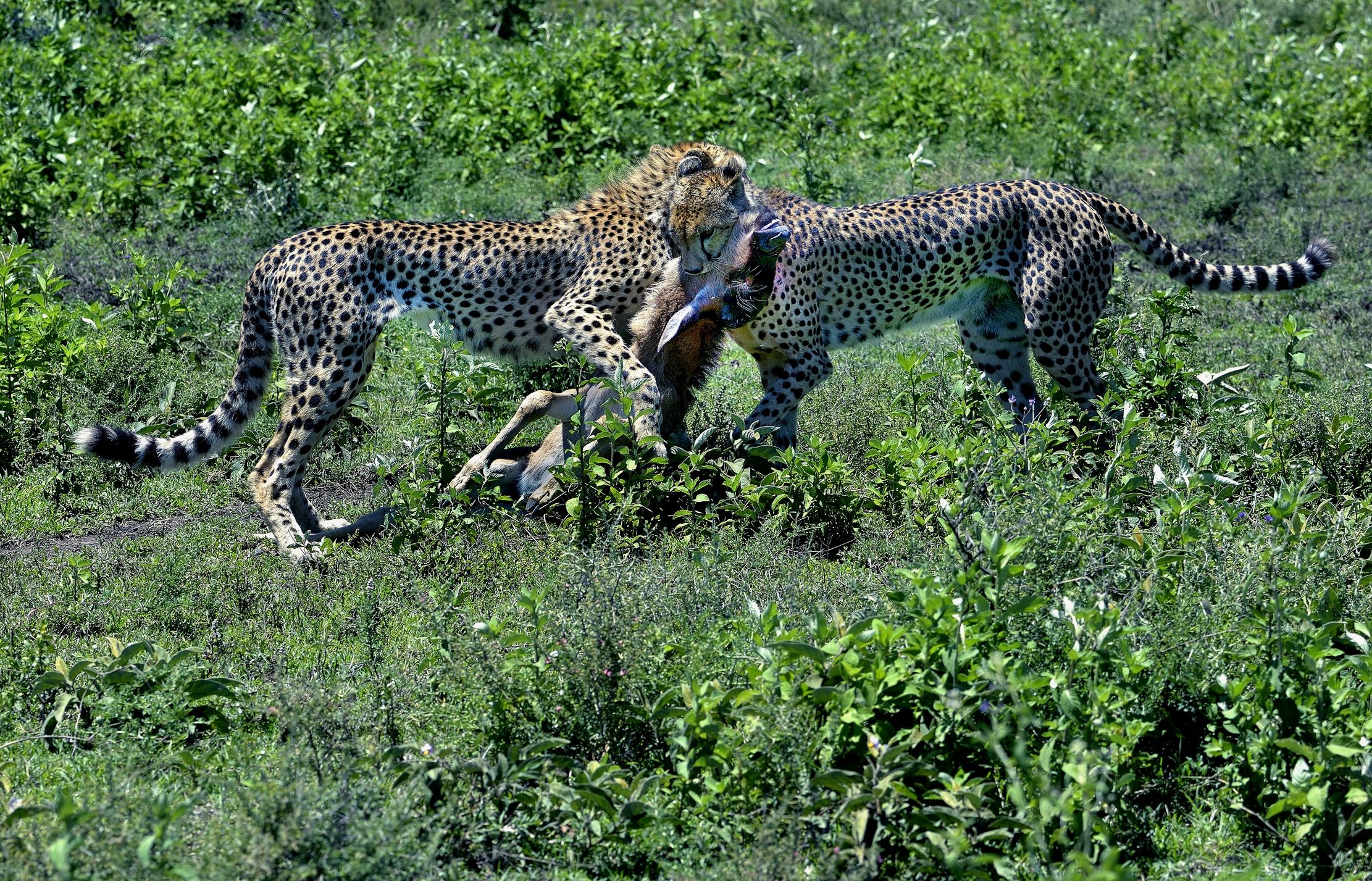 Ngorongoro Cons. Area - Ghepardi scene di caccia