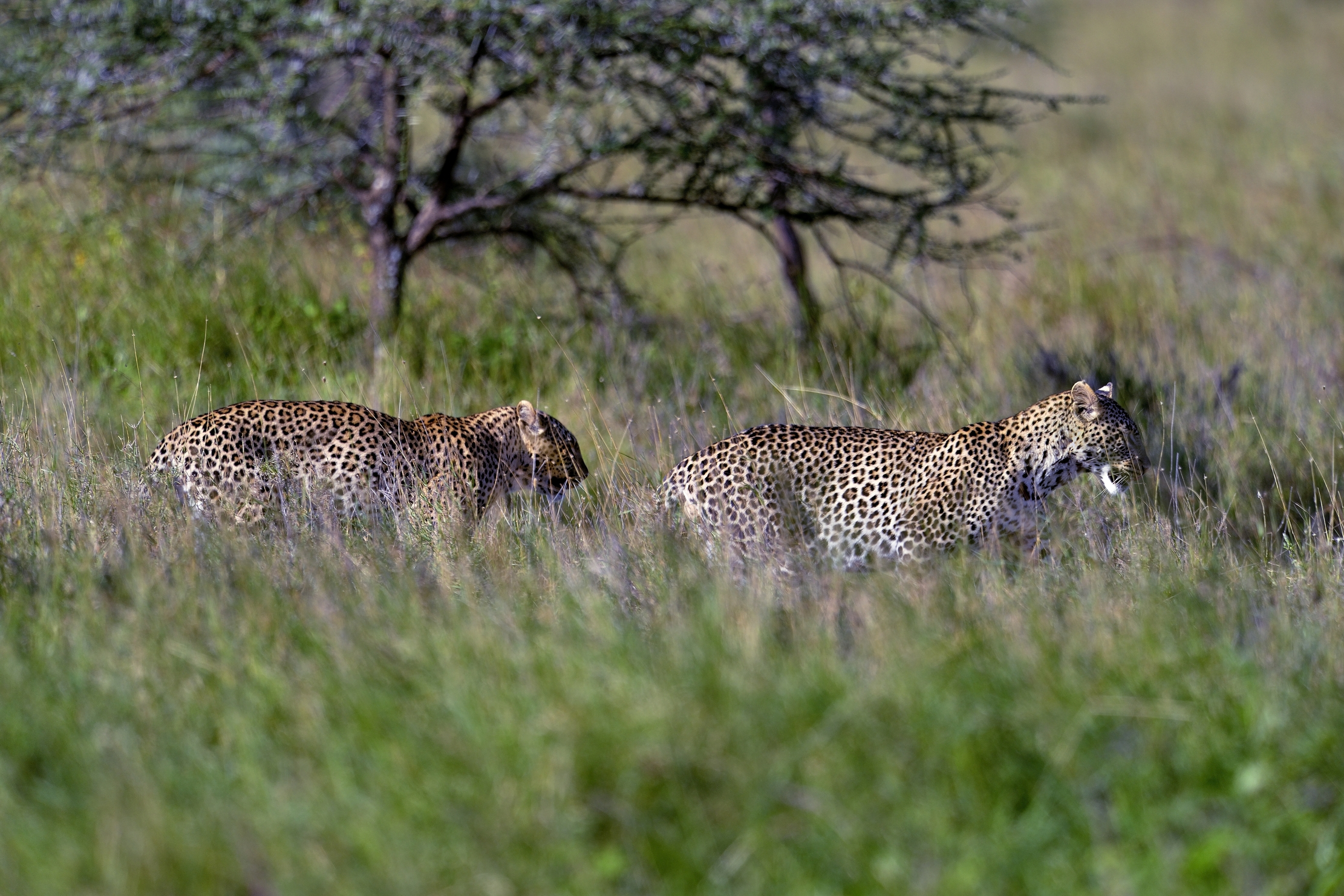 Serengeti - macchie nella savana
