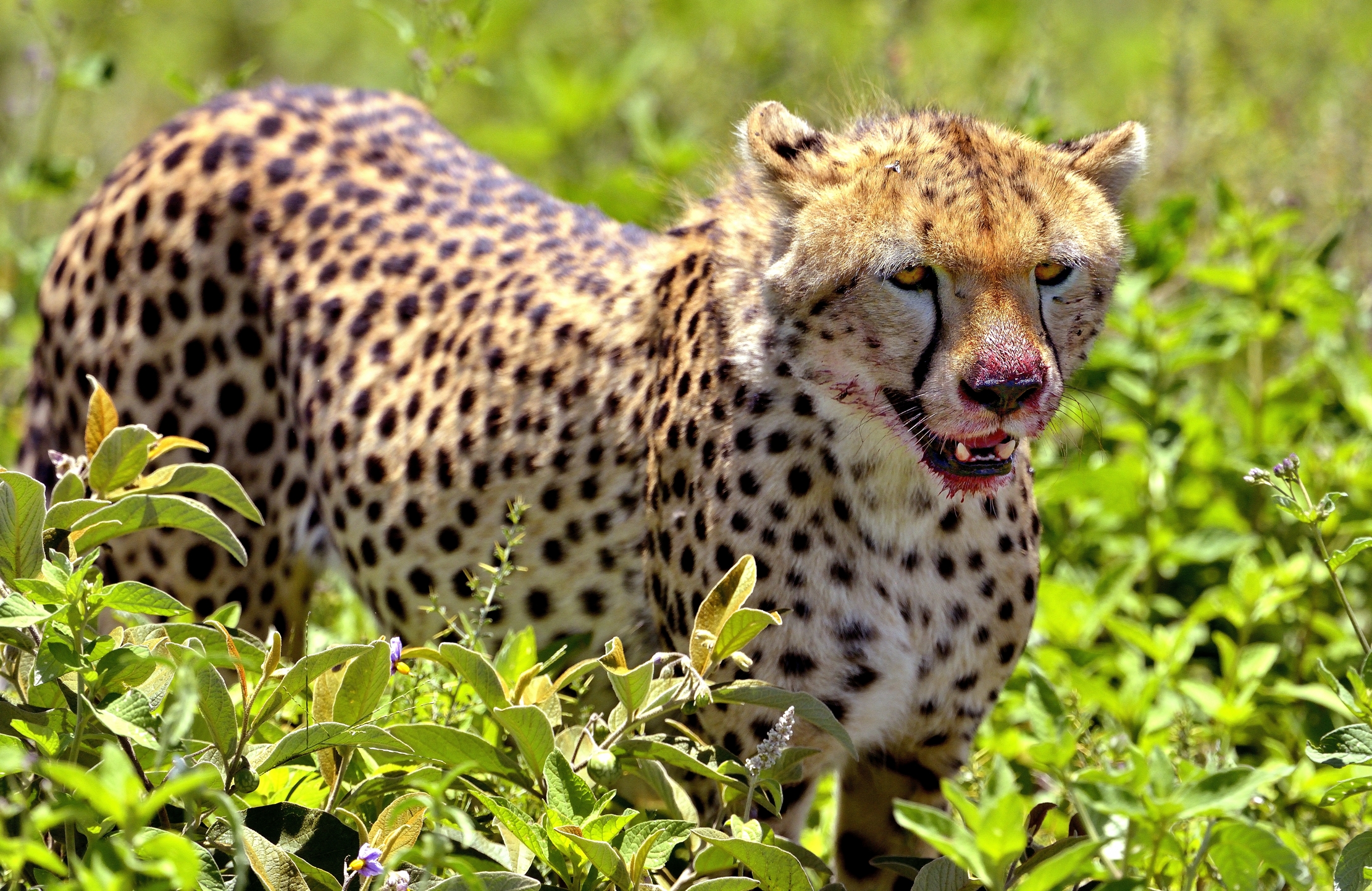 Ngorongoro Conservatio Area - Ghepardo