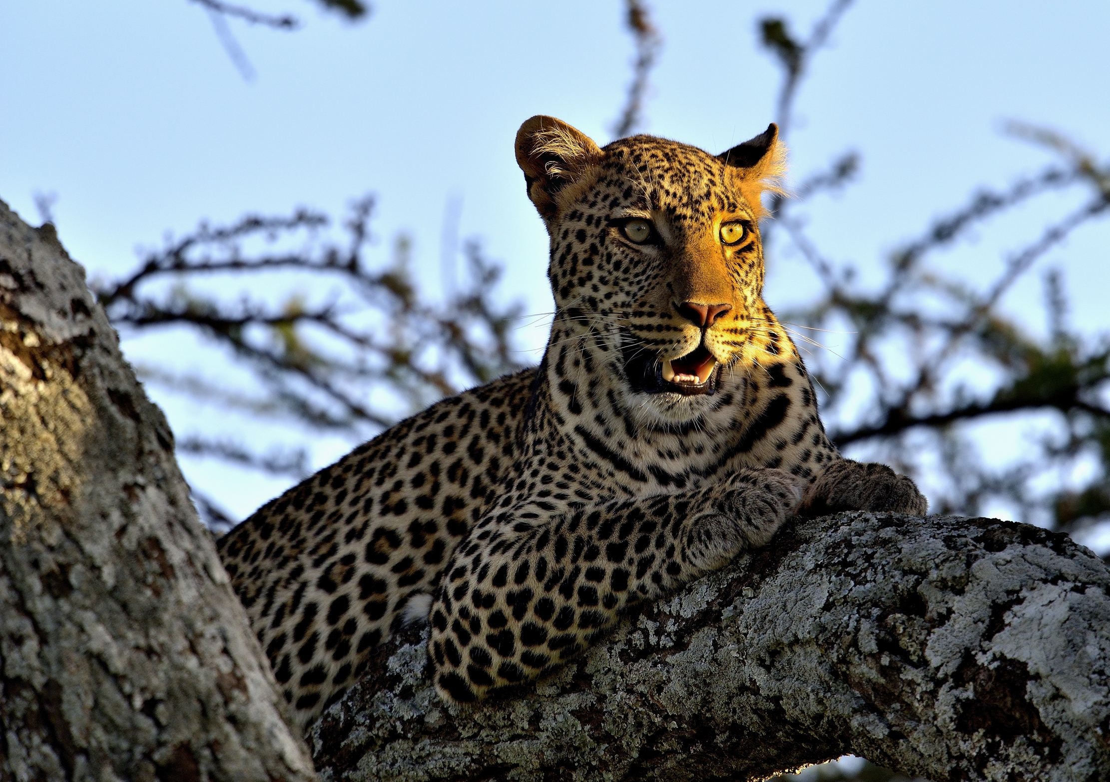 Serengeti - leopardo