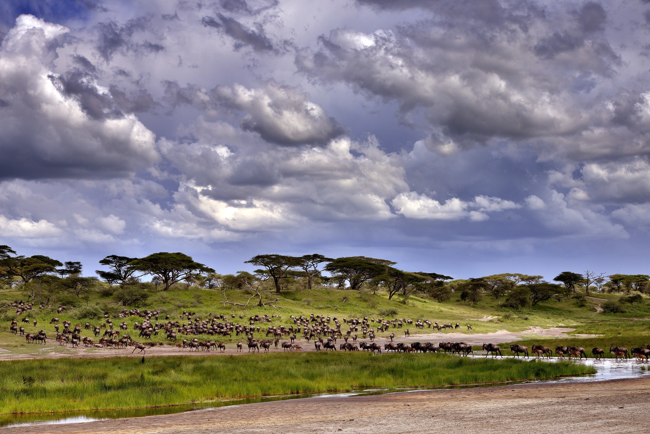 ngorongoro cons. area - la migrazione degli gnu