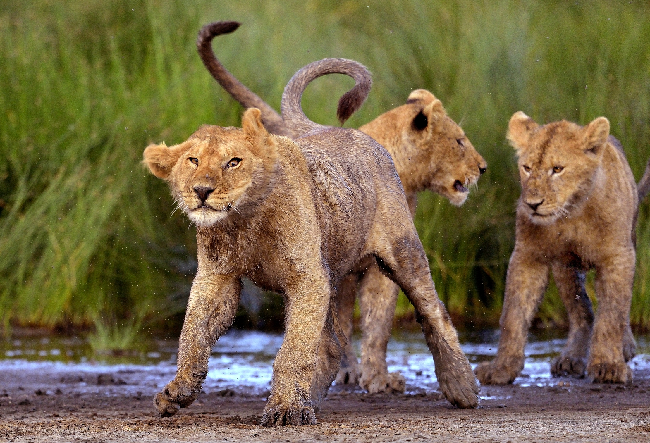 Ngorongoro Conservation Area -