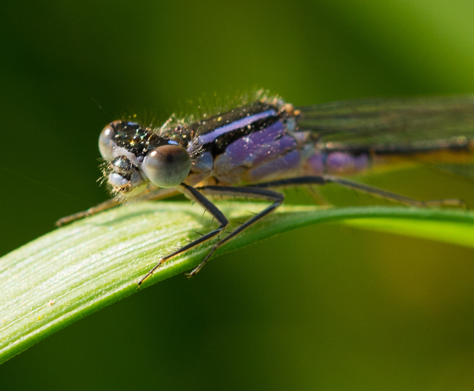 libellula