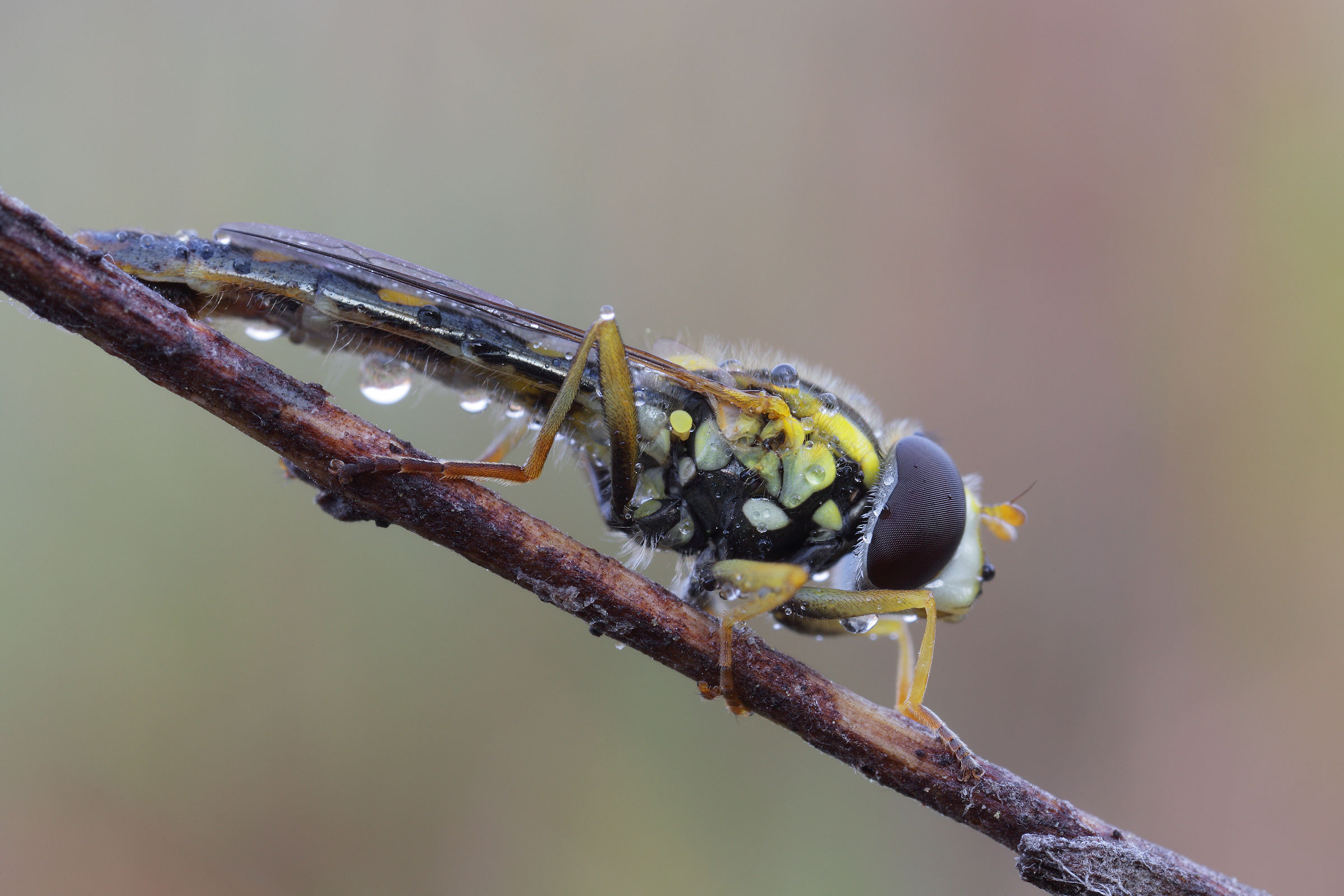 Sphaerophoria scripta