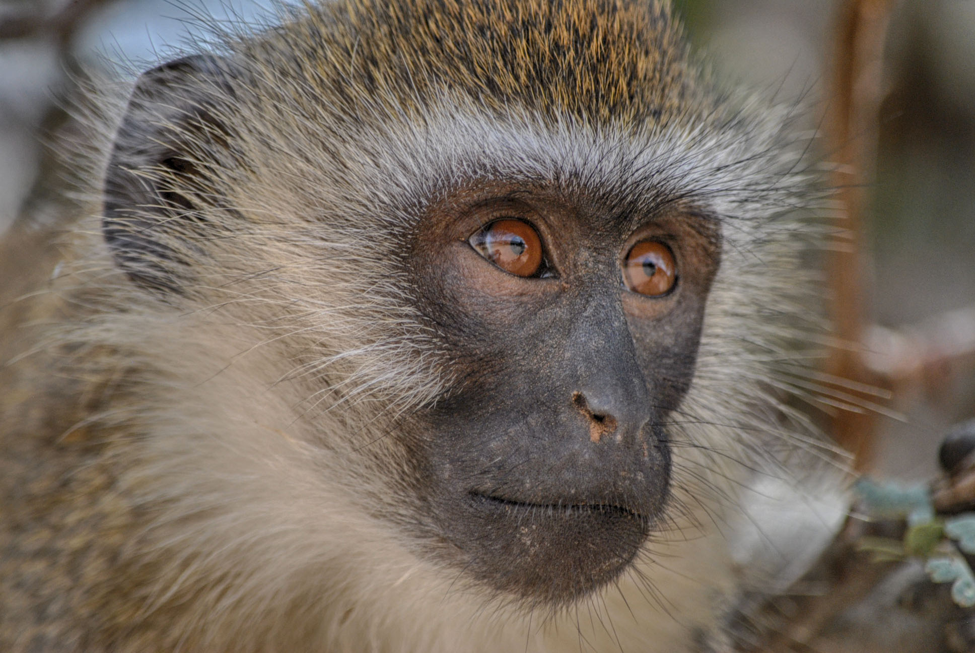 Kenyan Monkey