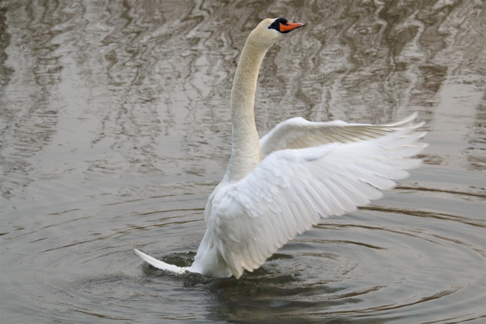 Swan 2