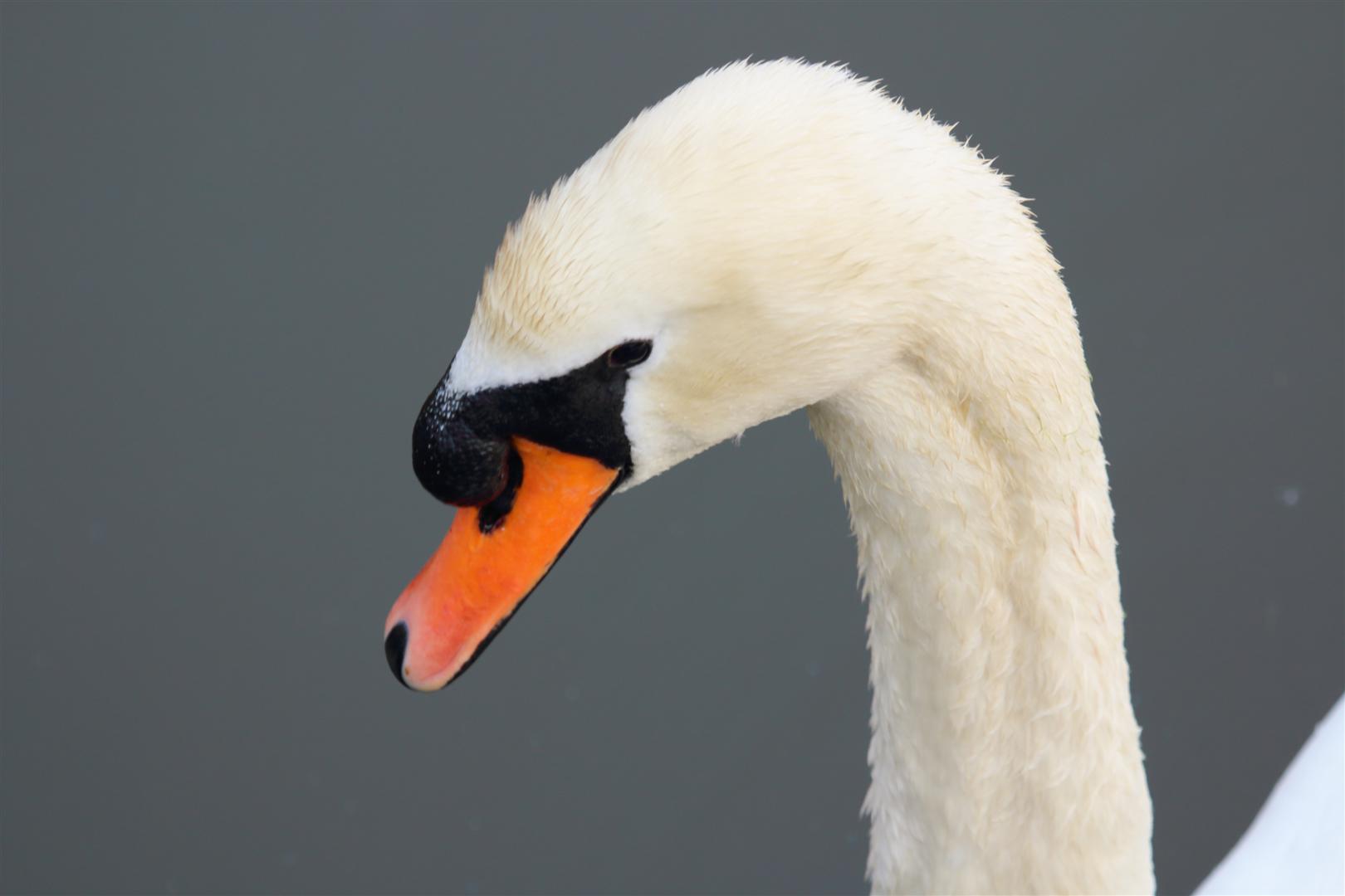 Swan 4
