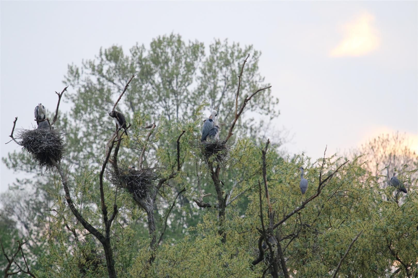 Grey Heron nests