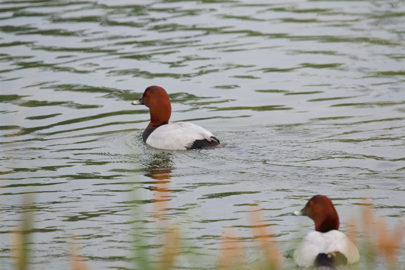 Pochard