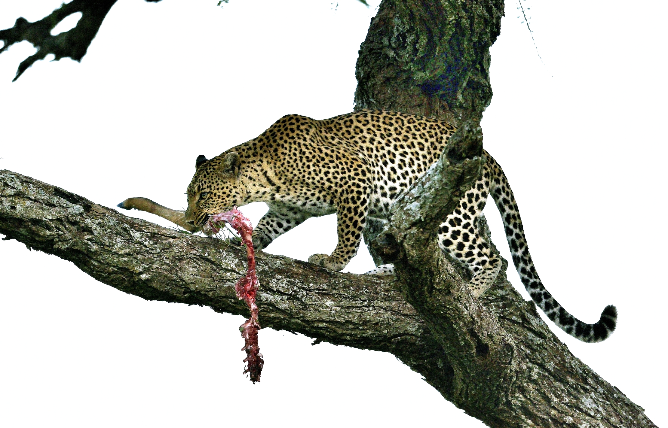 Serengeti - leopardo