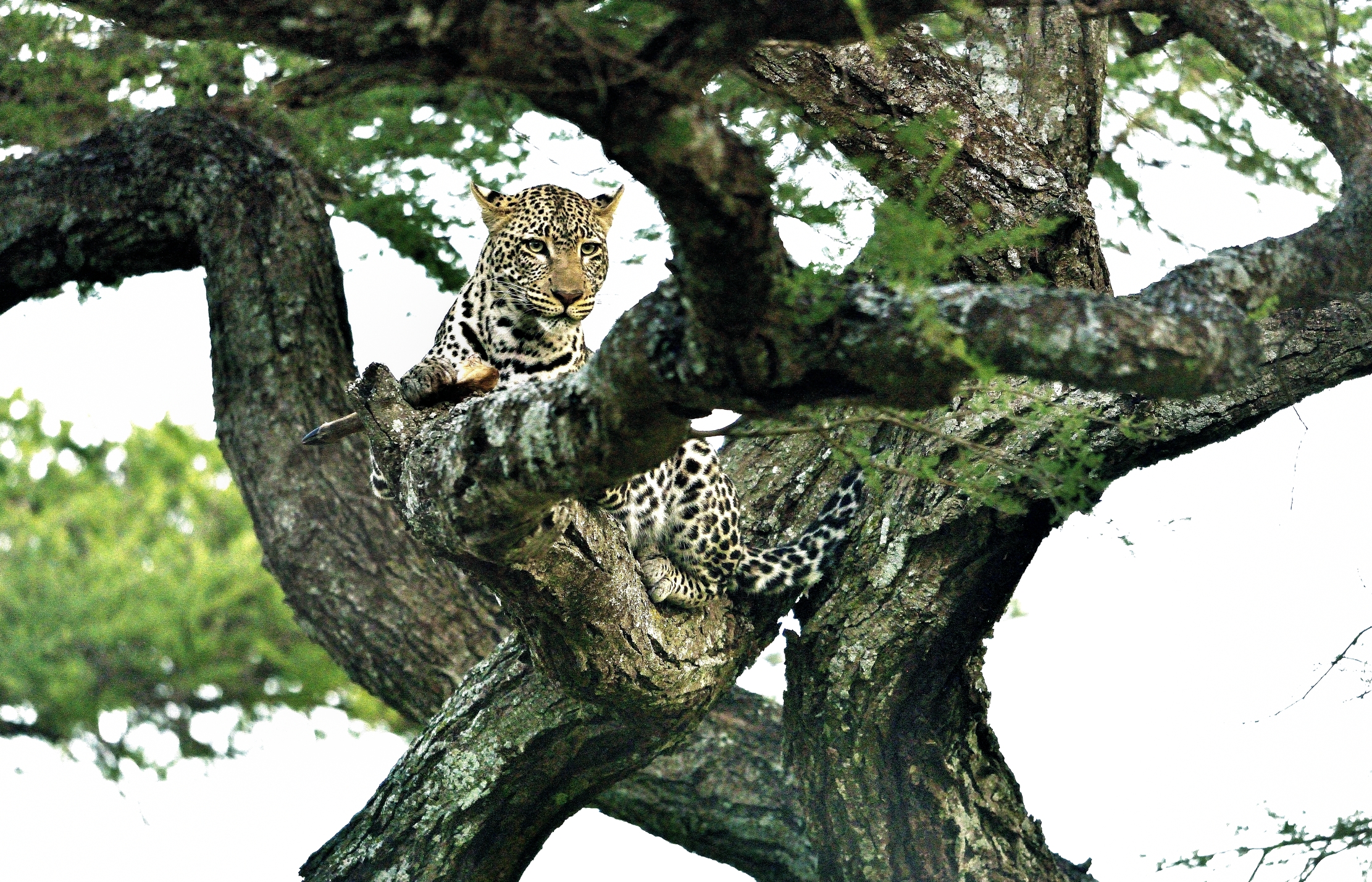 Serengeti - leopardo