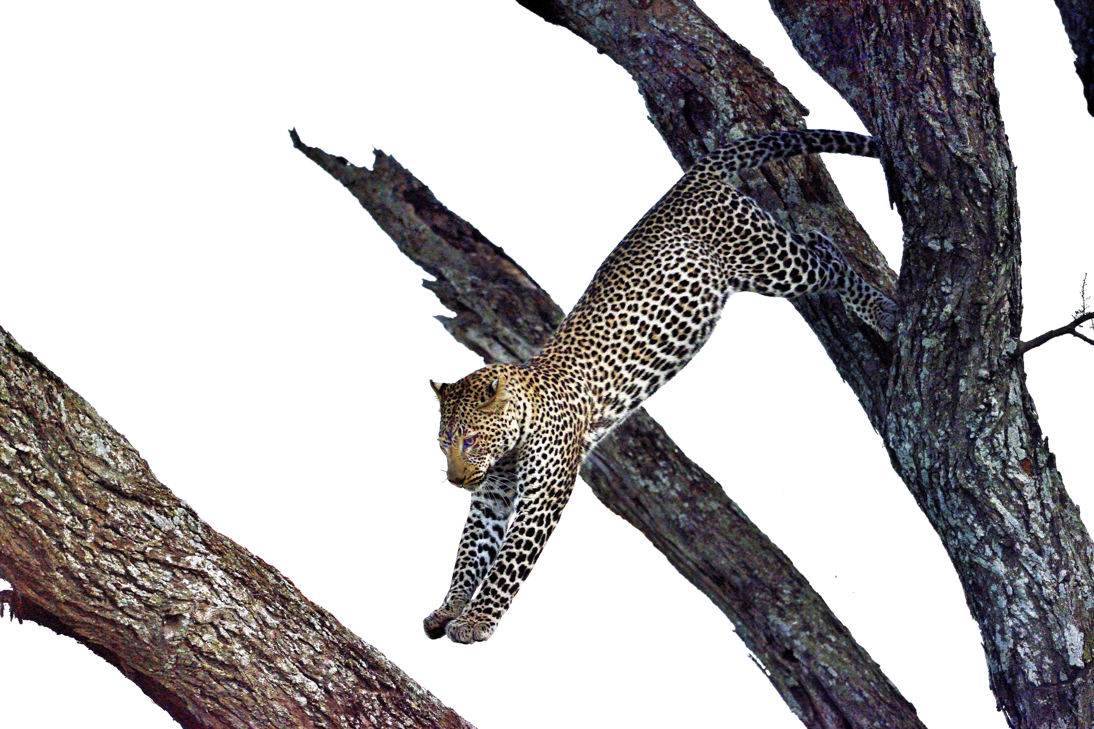 Serengeti - leopardo