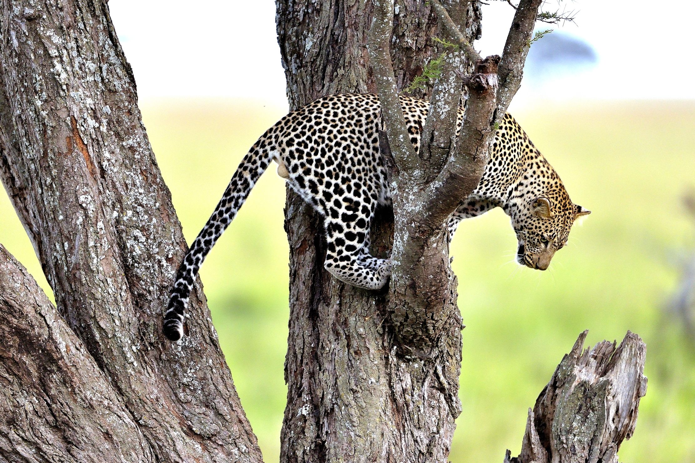 Serengeti - leopardo