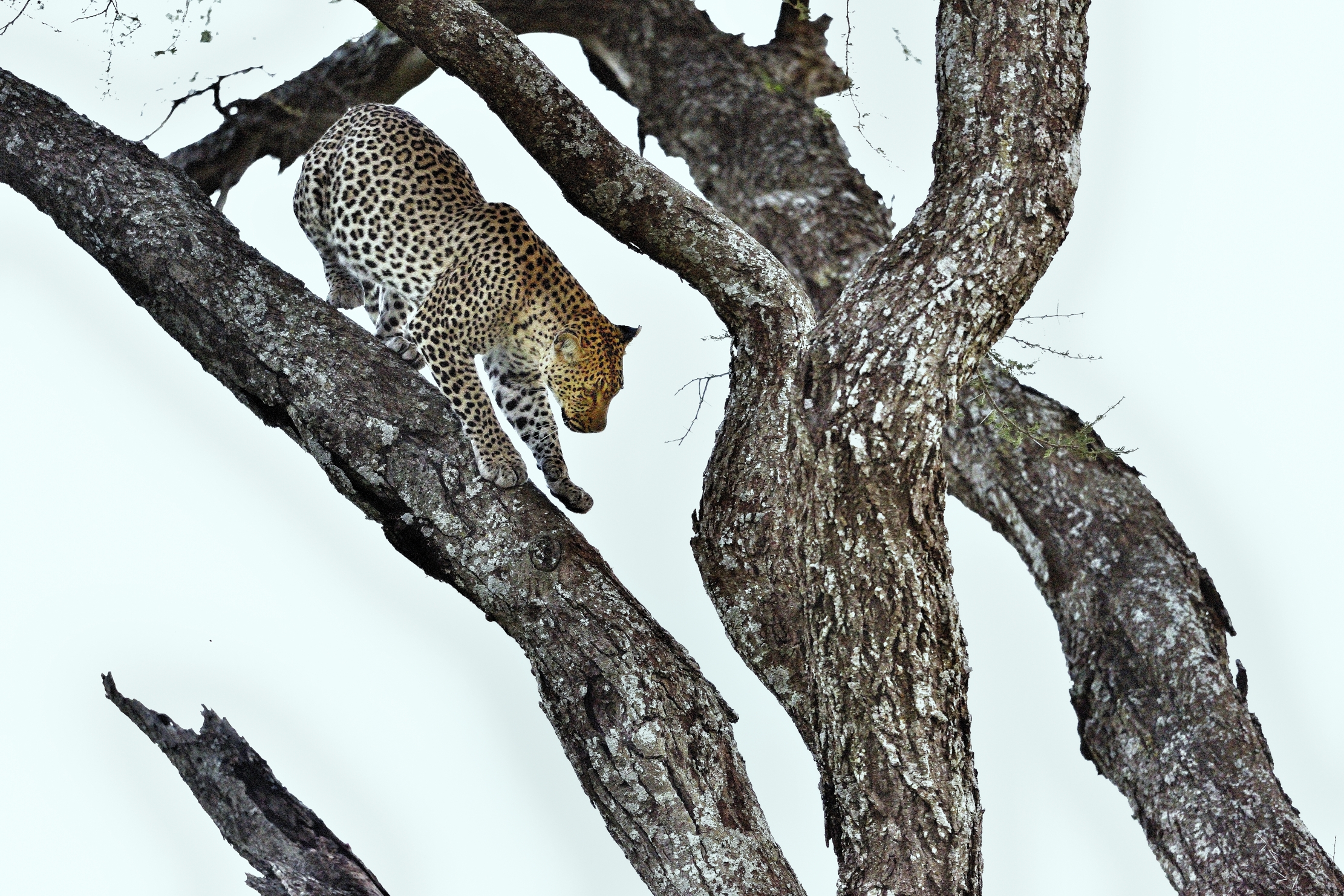 Serengeti - leopardo