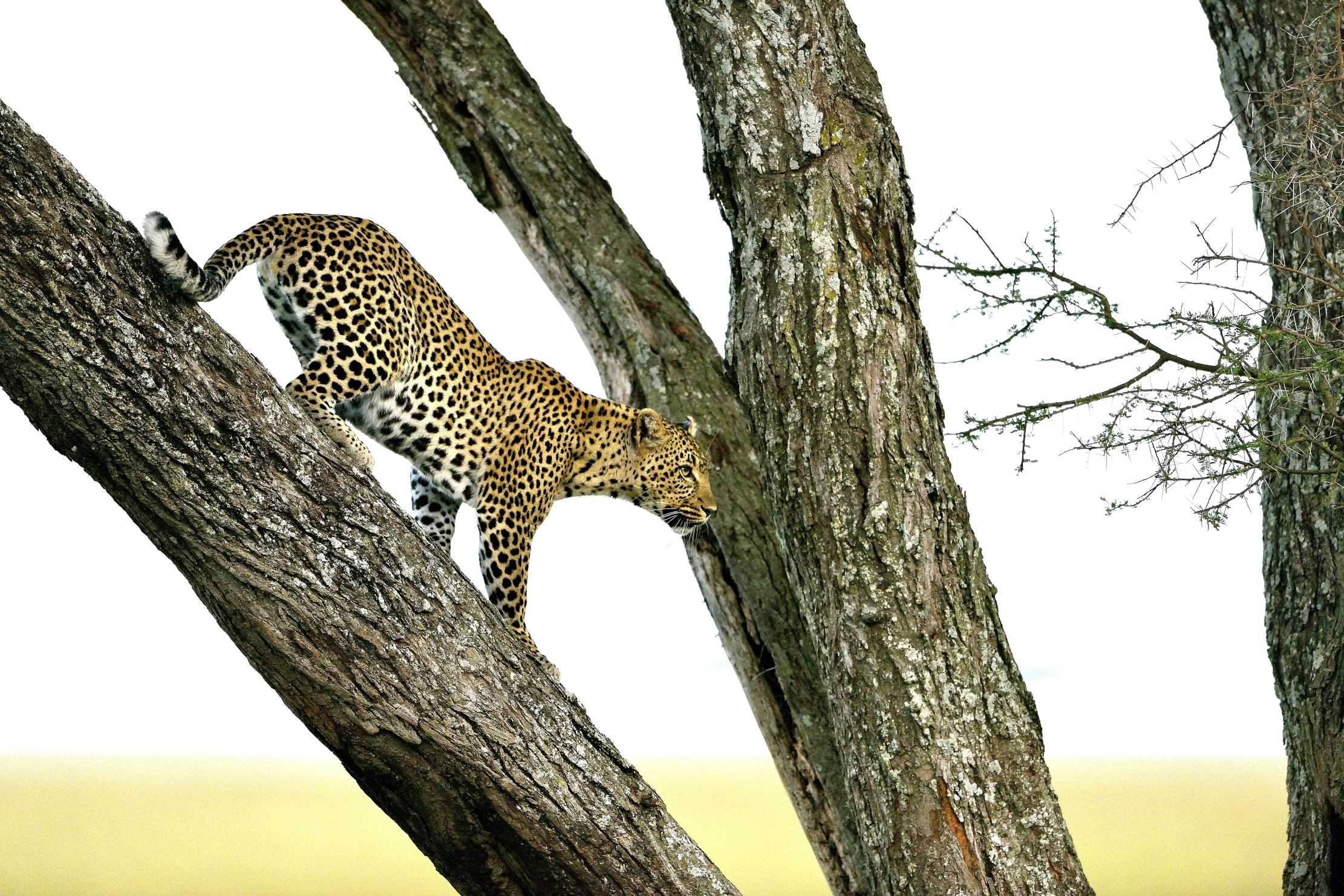 Serengeti - leopardo