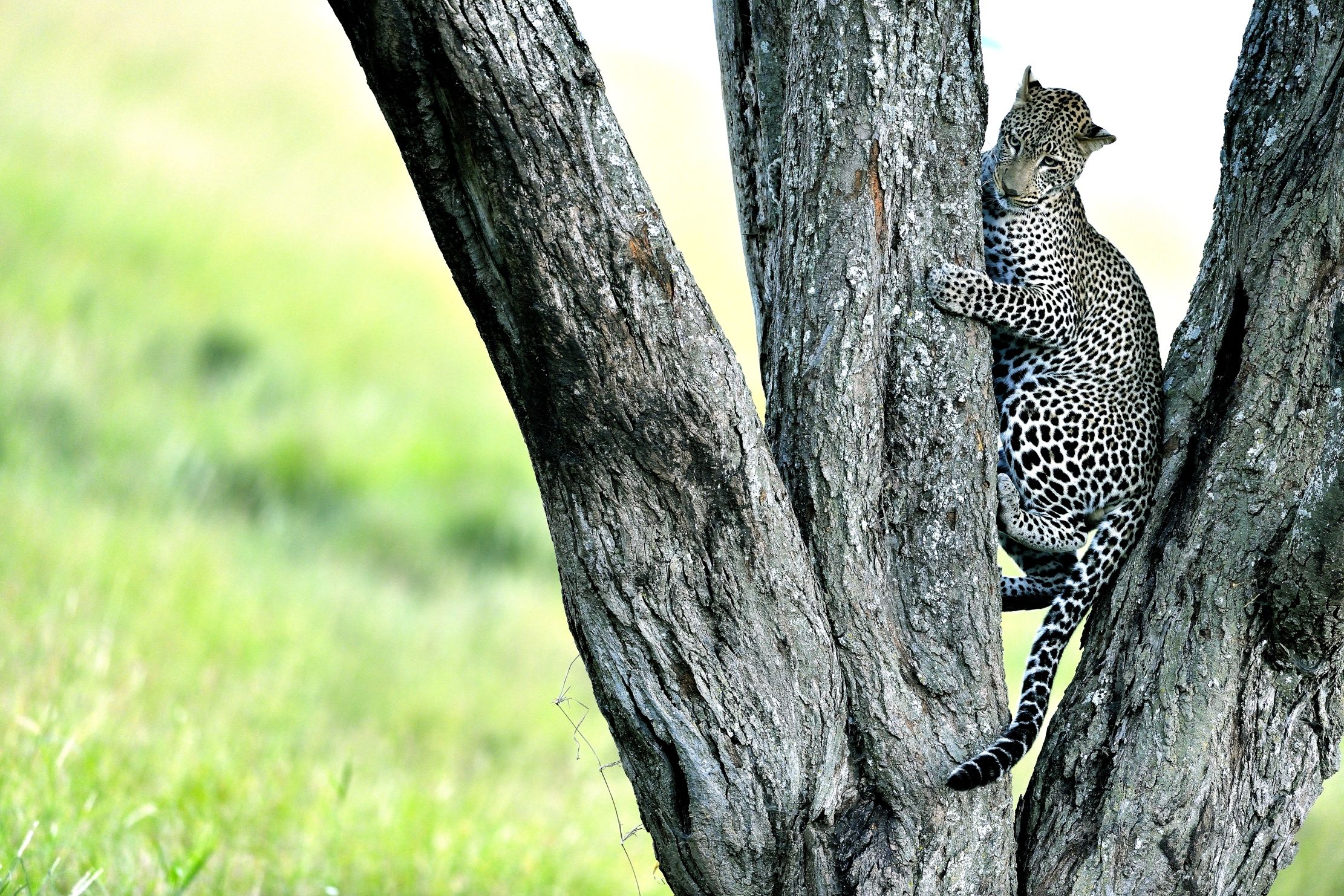 Serengeti - leopardo