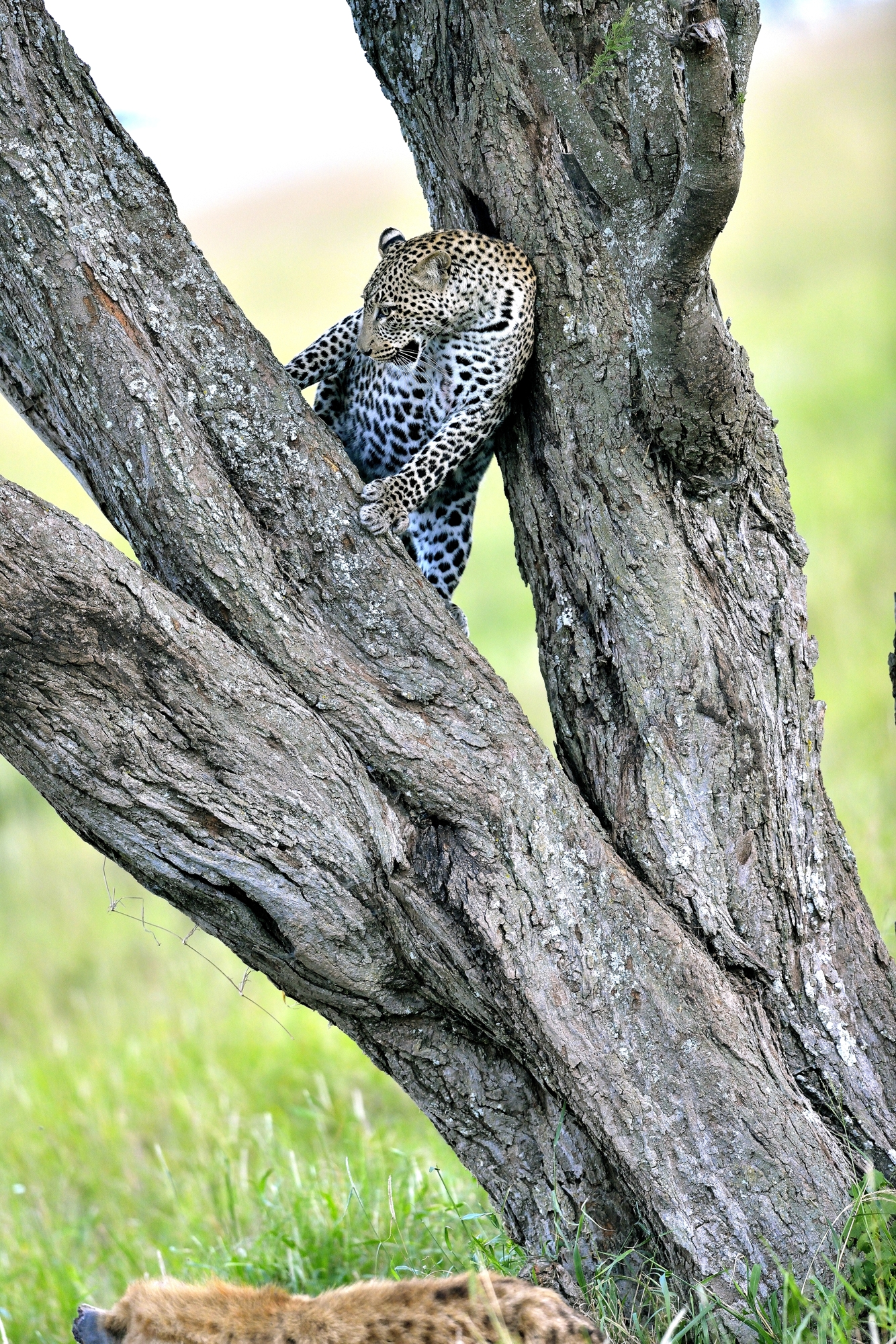 Serengeti - leopardo