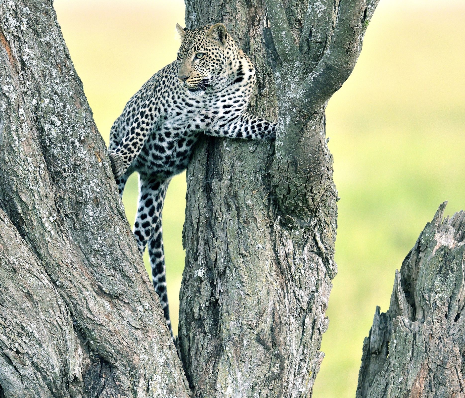Serengeti - leopardo
