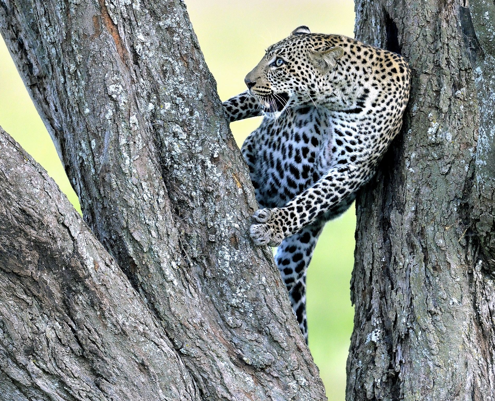 Serengeti - leopardo