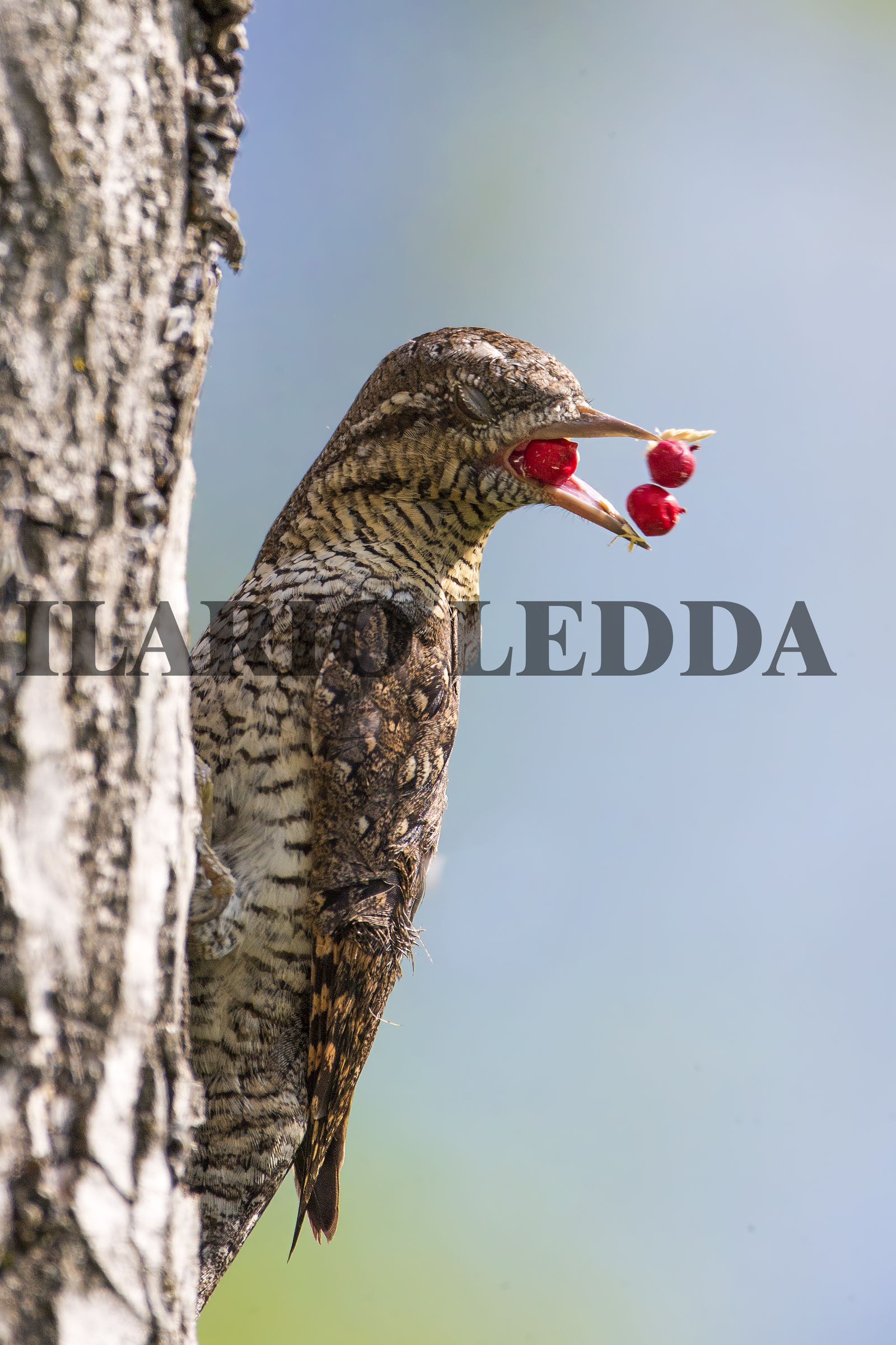 torcicollo giocoliere