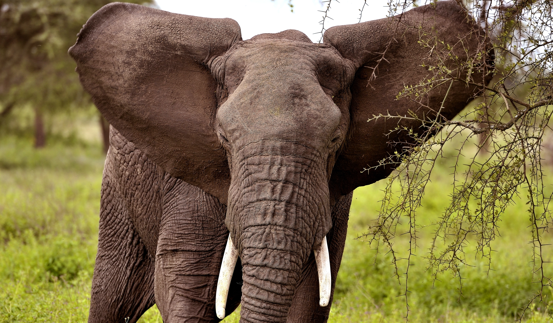 Ngorongoro Cocervation Area - Elefante