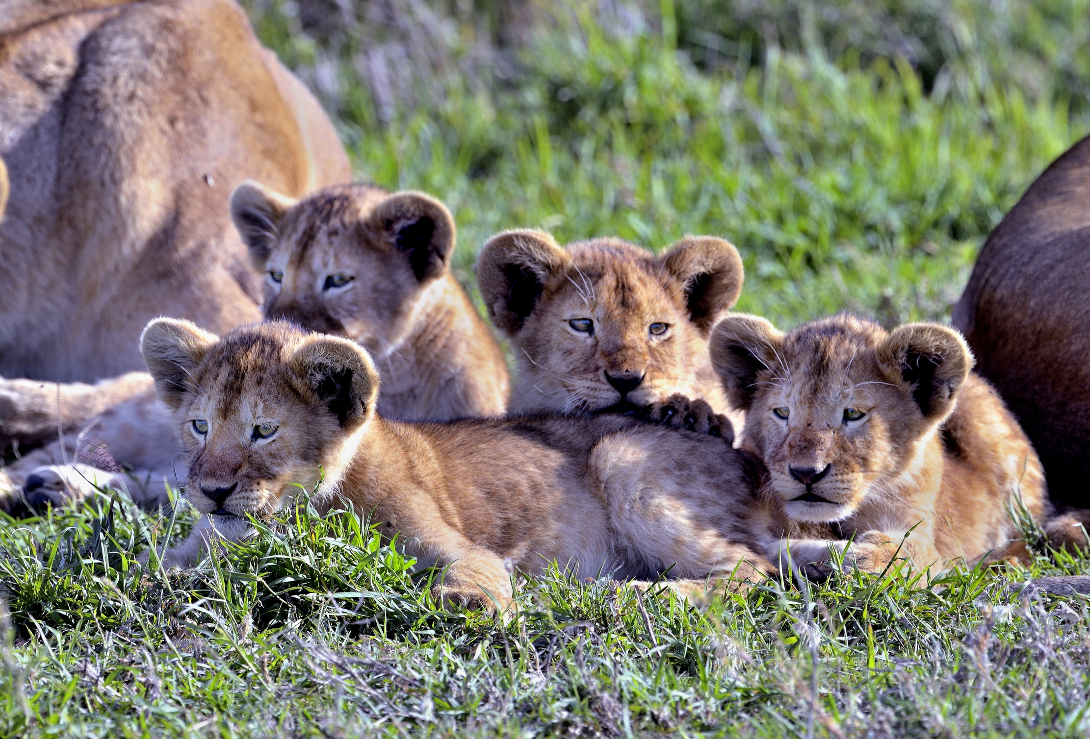 Serengeti - cuccioli di leone