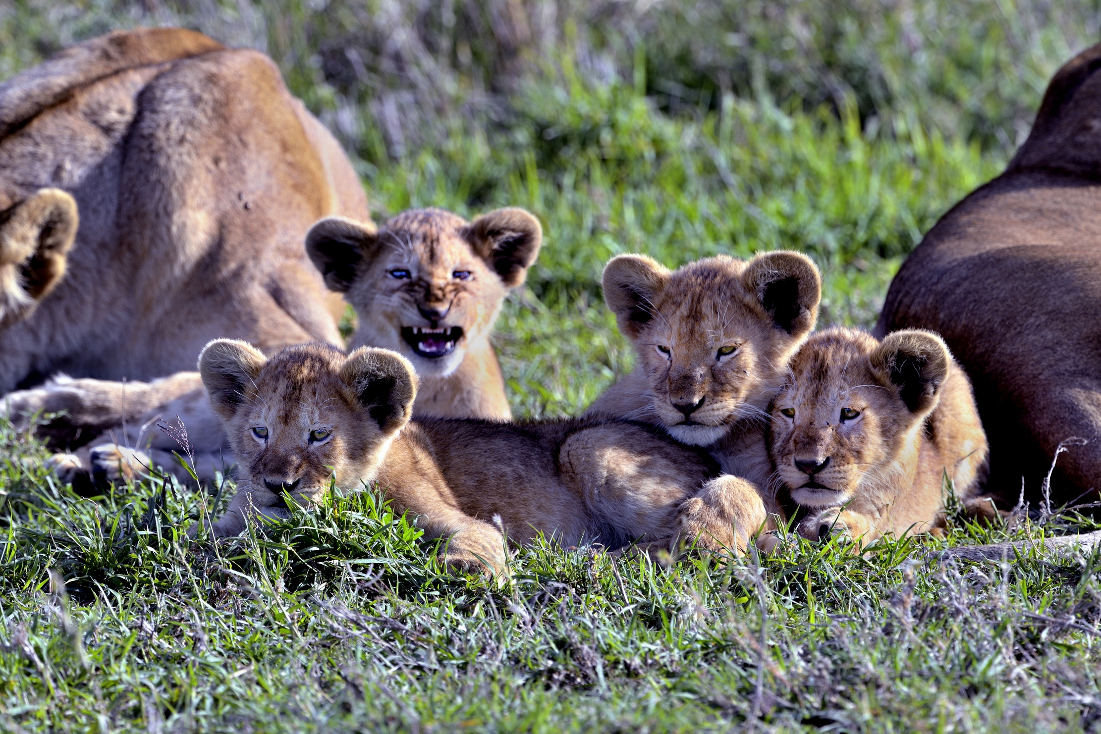 Serengeti - cuccioli di leone