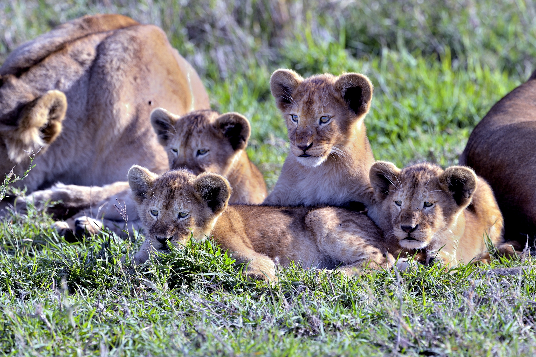 Serengeti - cuccioli di leone