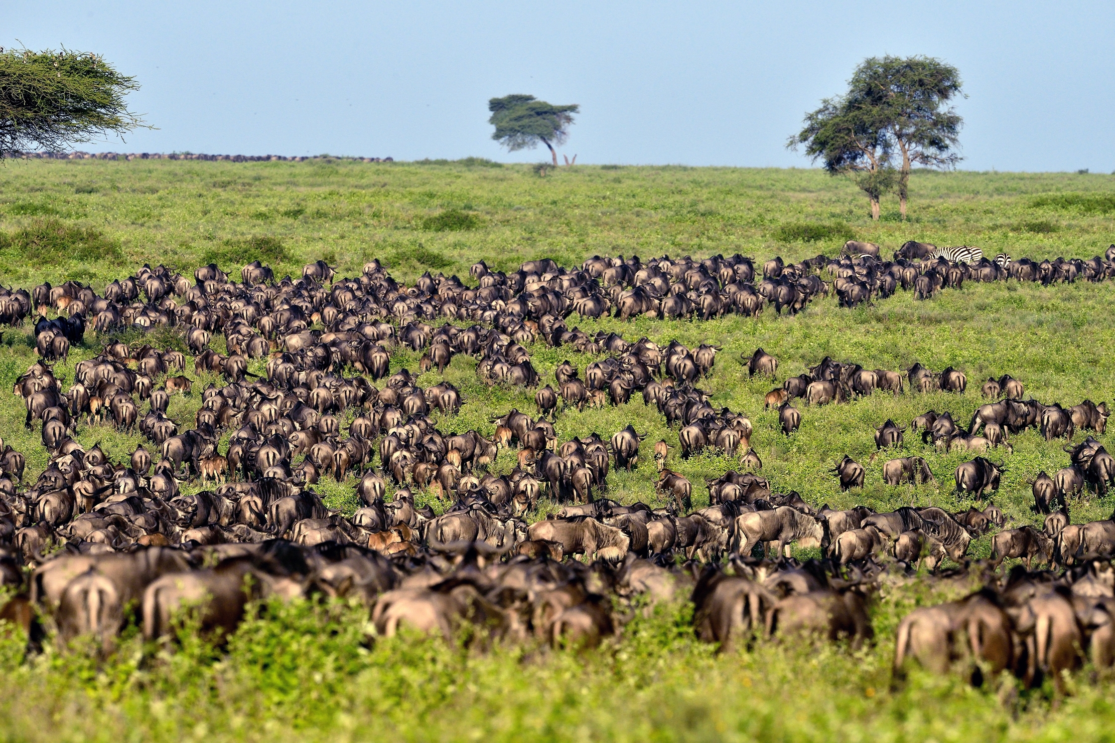 Ngorongoro Conservation Area - La grande Migrazione