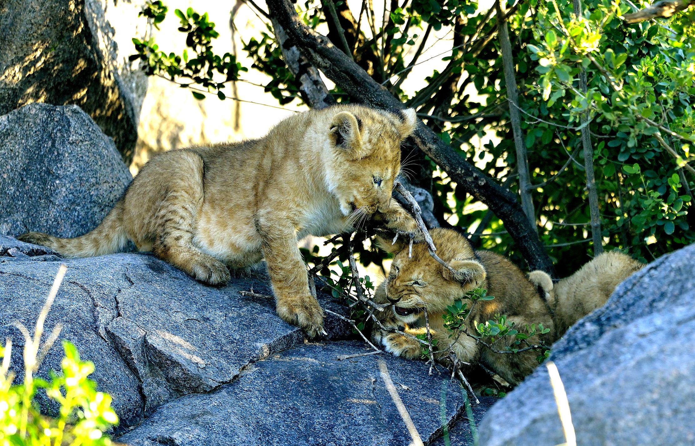 Serengeti - ...beccati questa