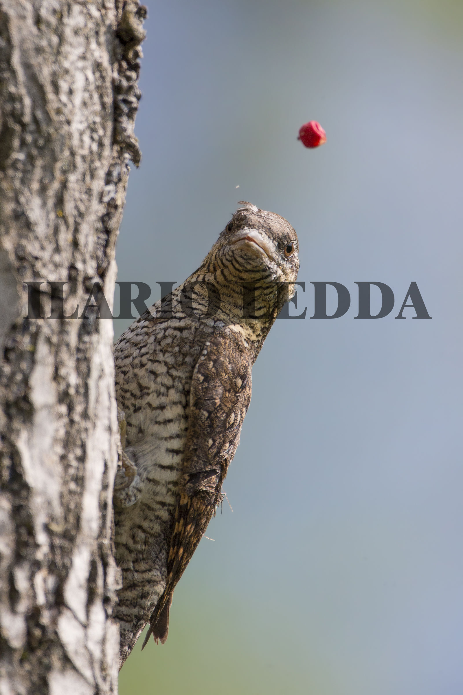 torcicollo giocoliere iii