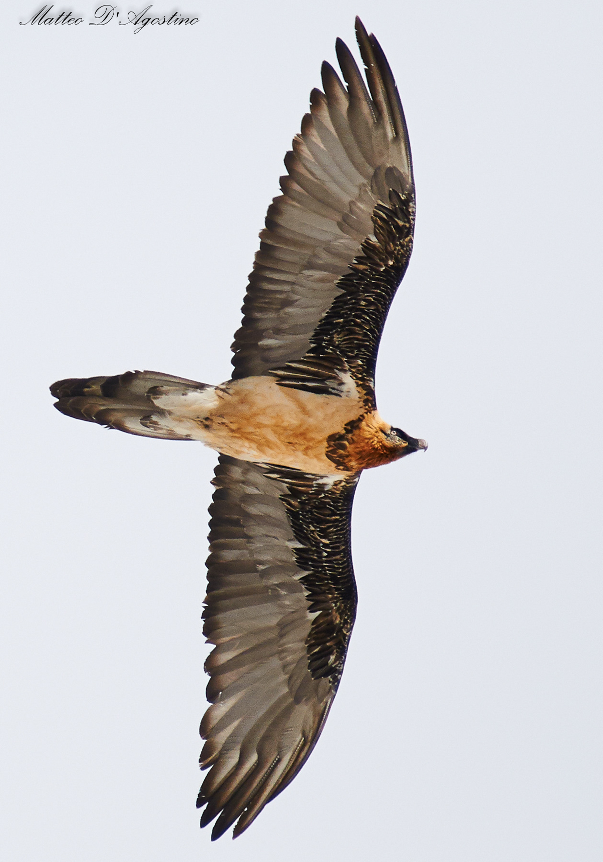 Bearded Vulture