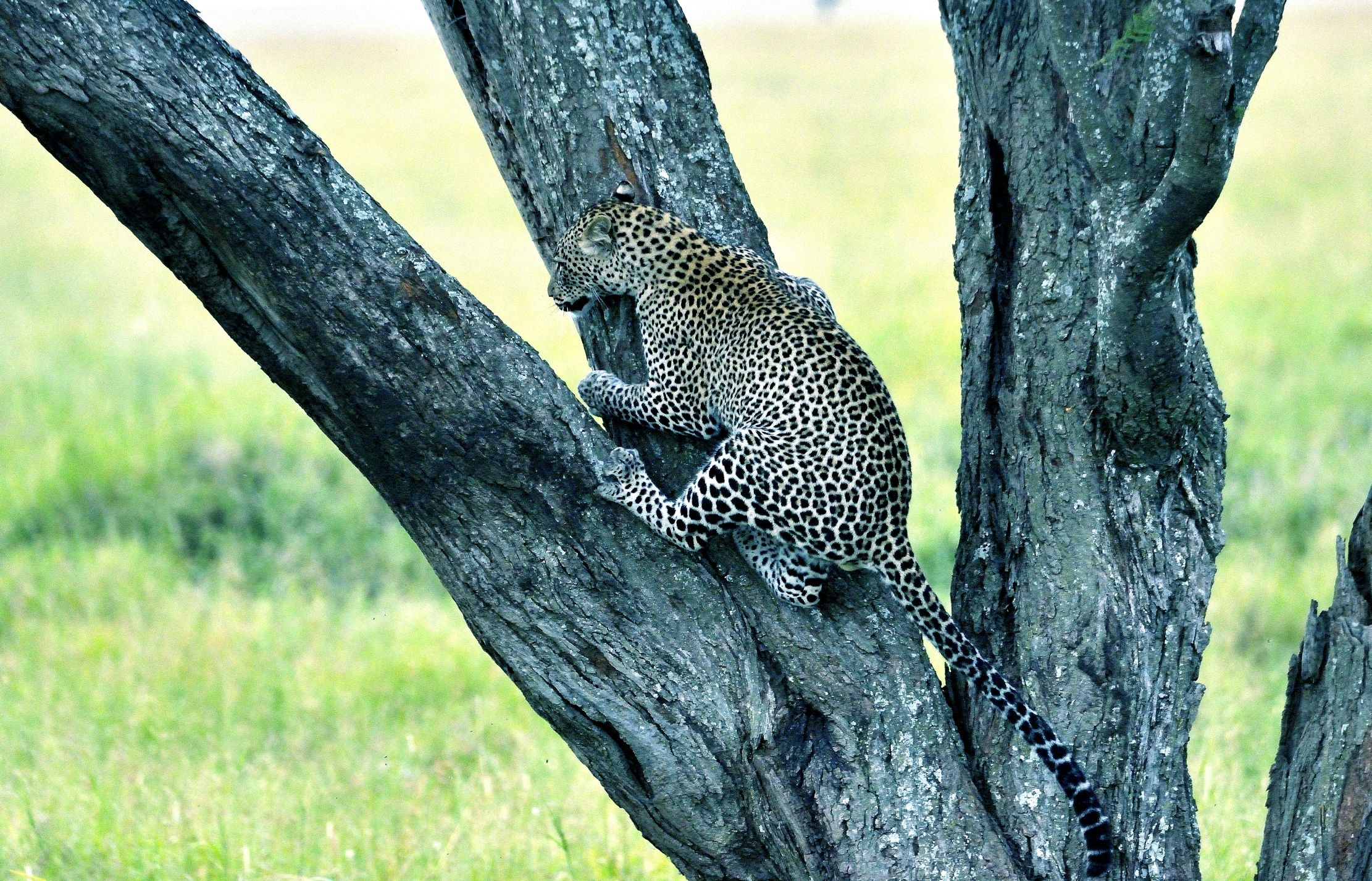 Serengeti - leopardo