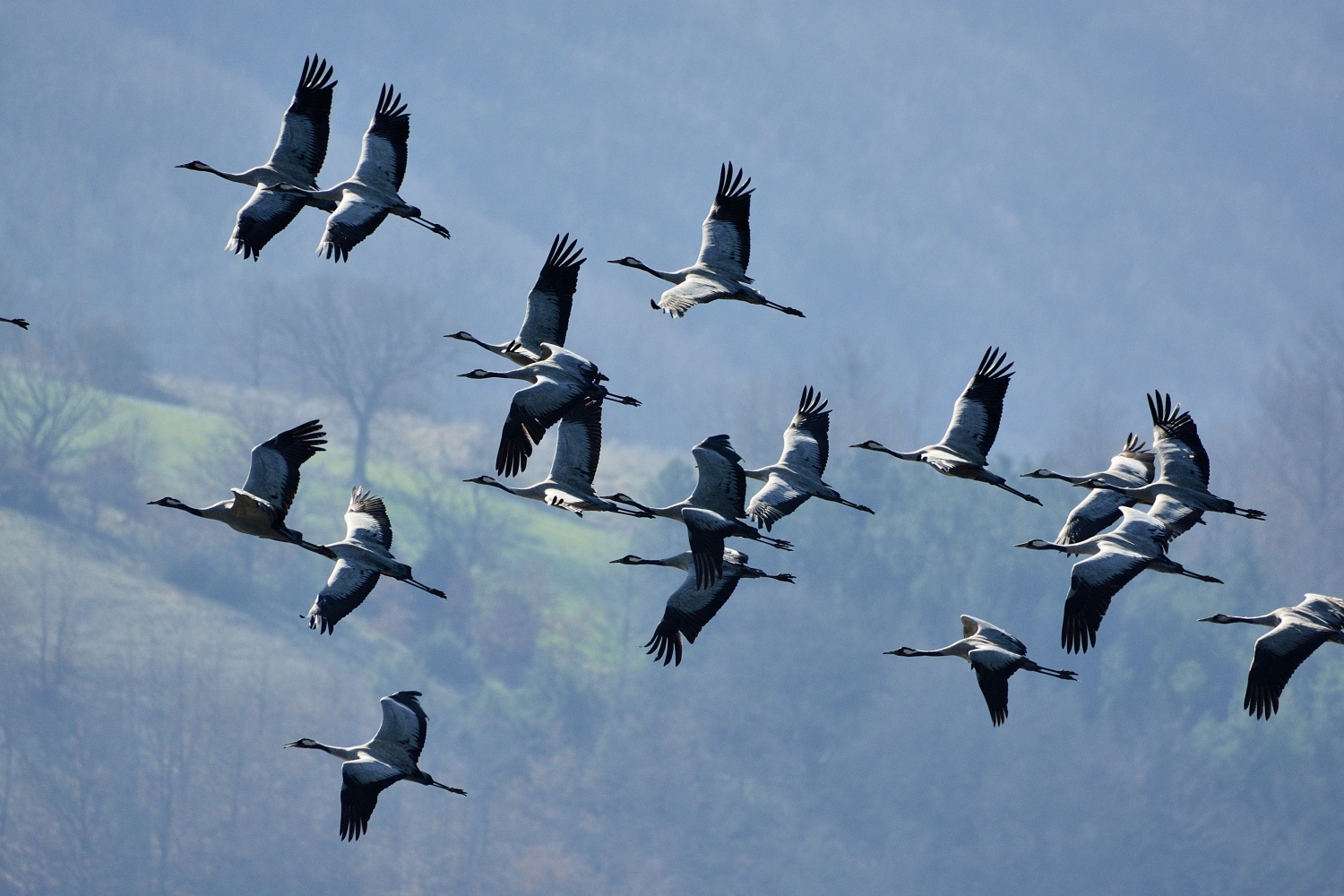 Cranes in migration