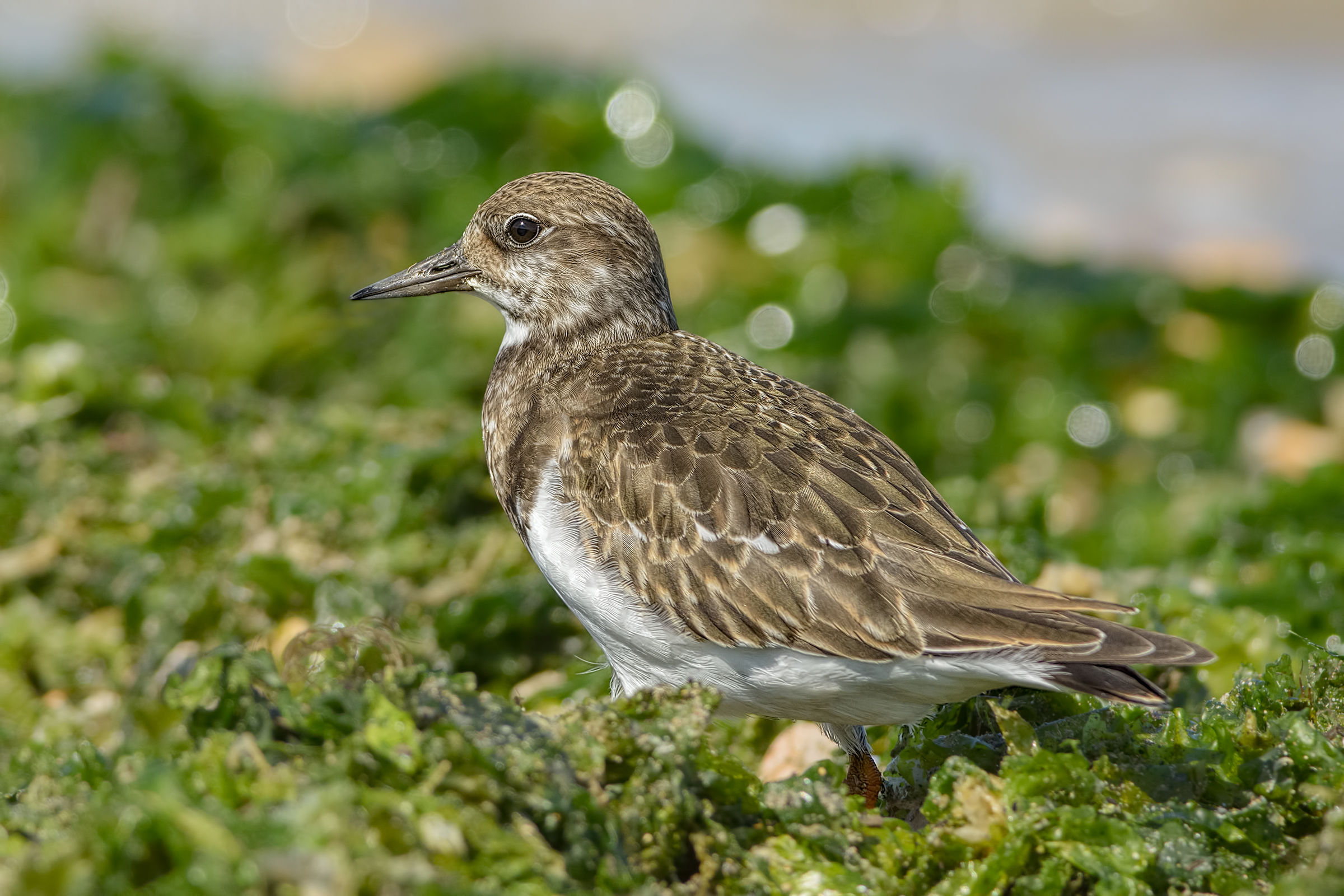 Ruddy Turnstone (Arenaria interpres)