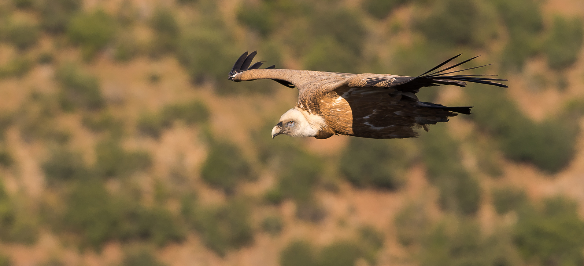 Griffon vulture