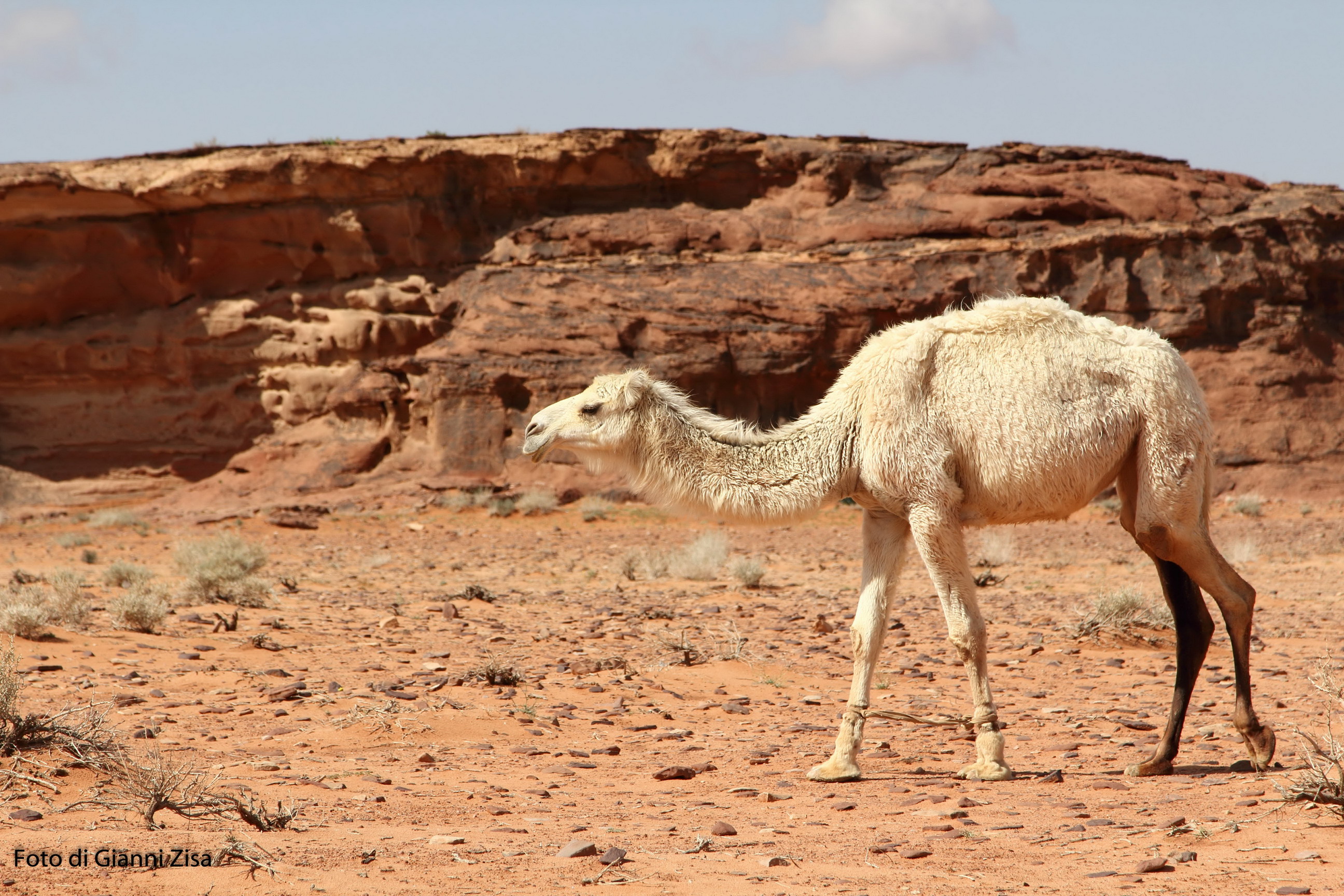 Animals of the Desert