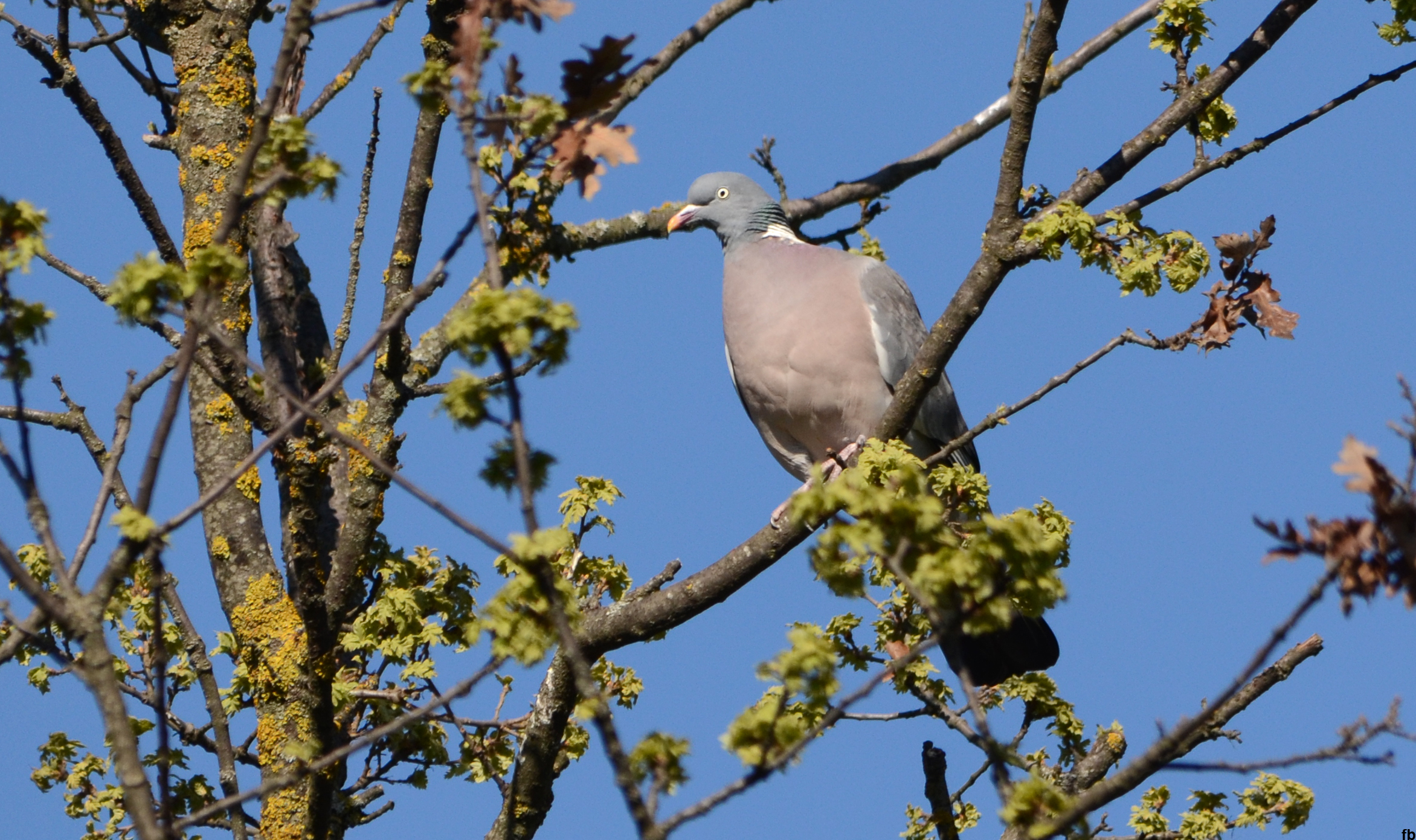 ???è una tortora selvatica????
