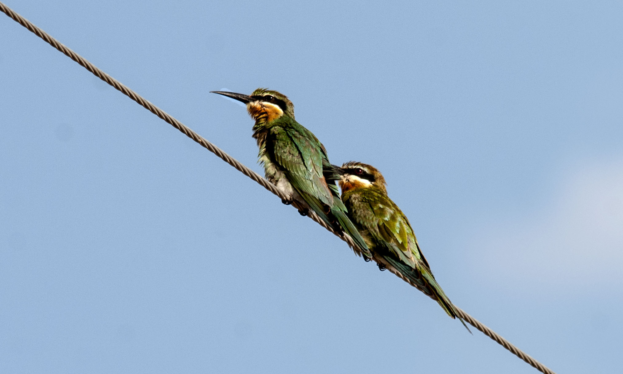 Merops superciliosus