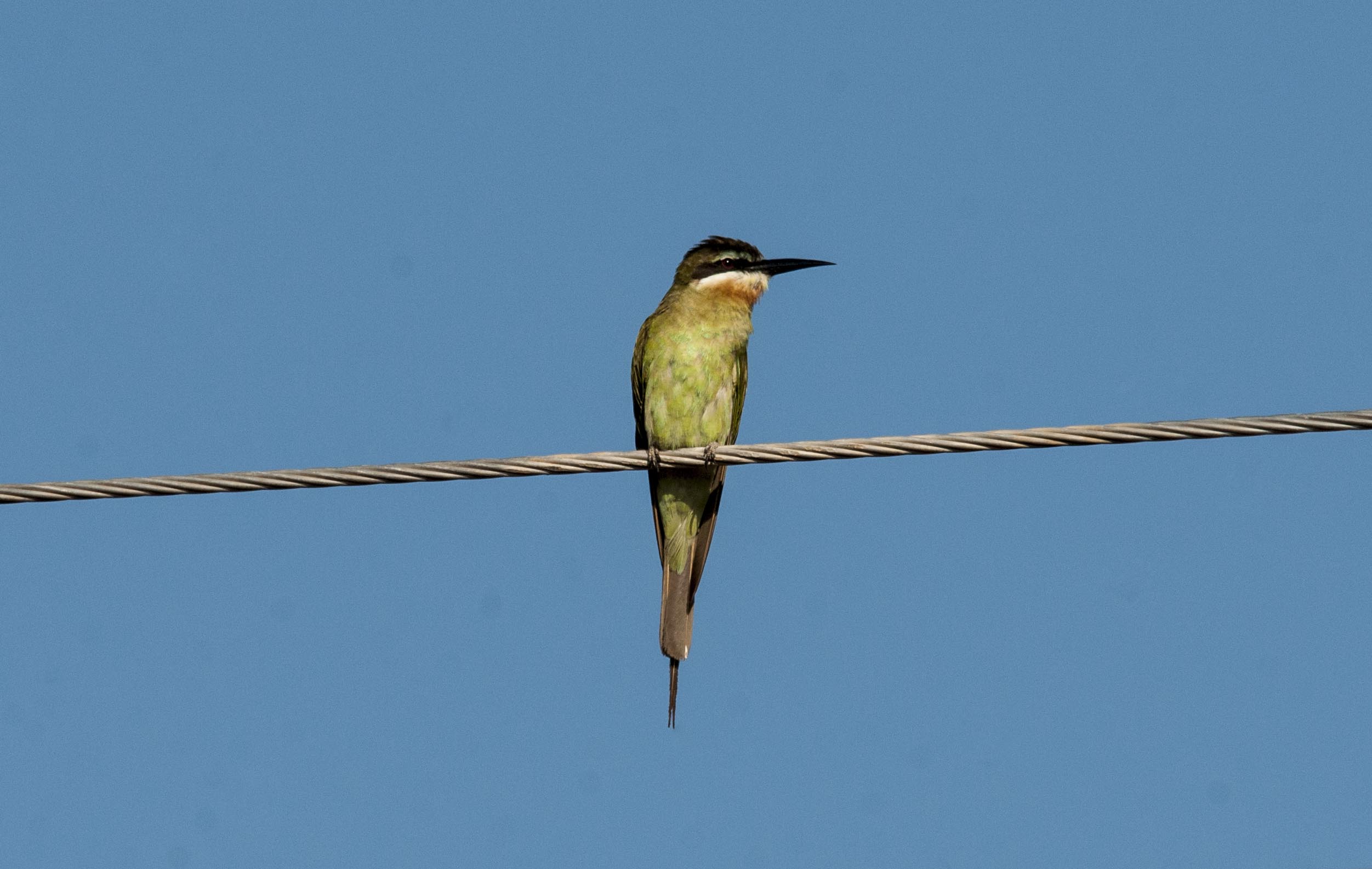 Merops superciliosus